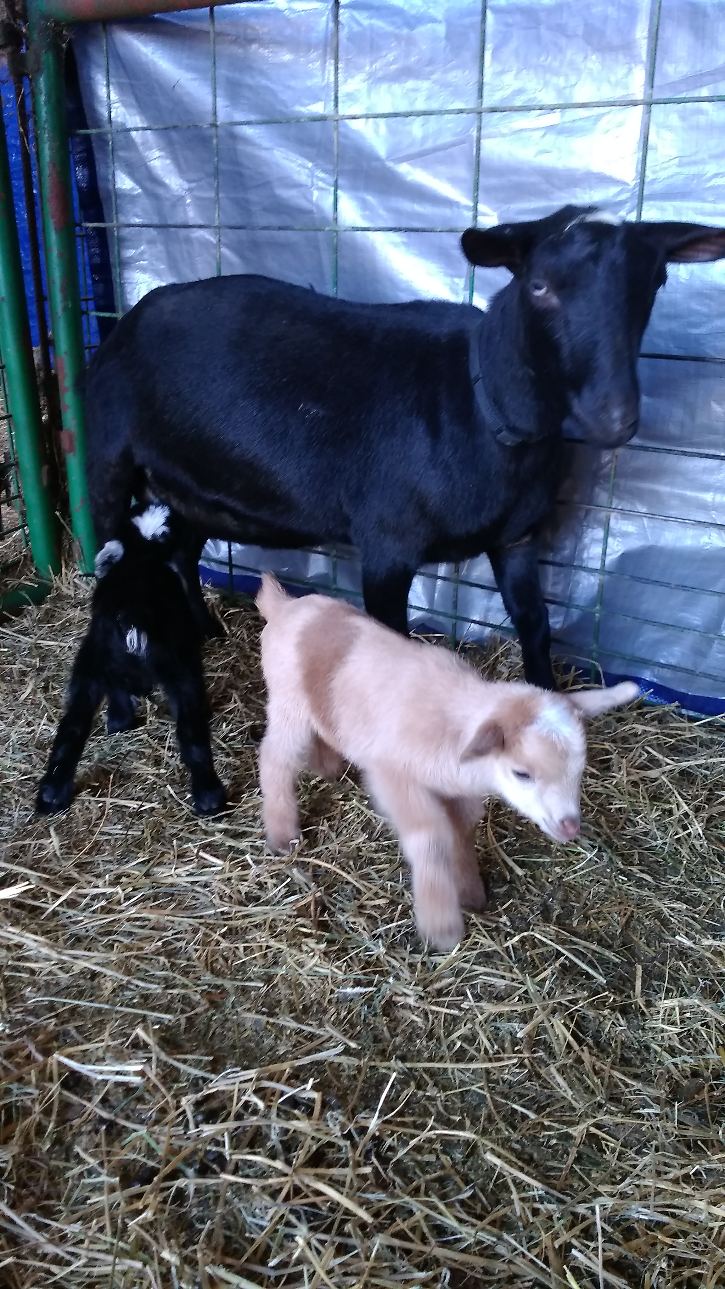 Padua and kids, Quincy (black with blue eyes) and Queenleigh (gold) 11/26/2017Daughter, Queenleigh, won her Junior Grand at the Dickson Co. Fair 9/7/2018