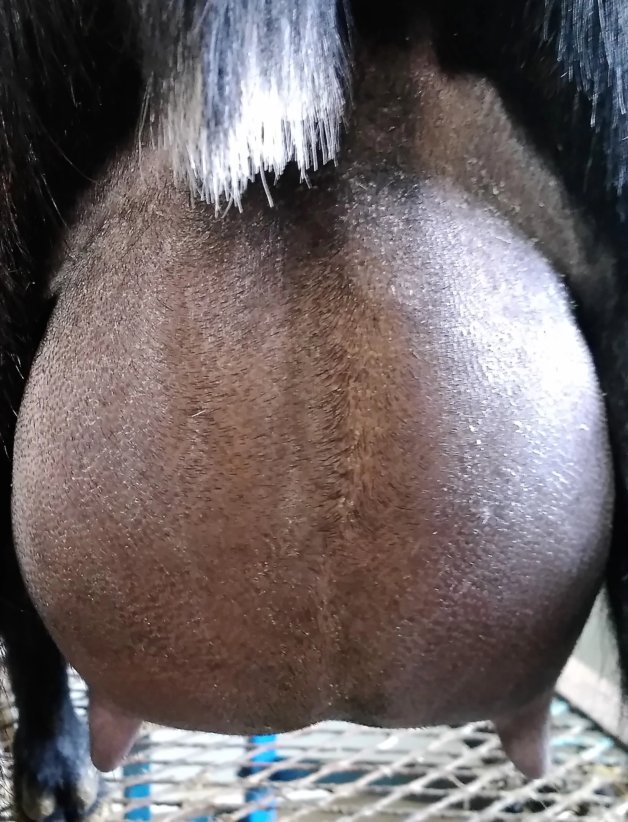 12 hour udder 12/20/2017 - first freshening