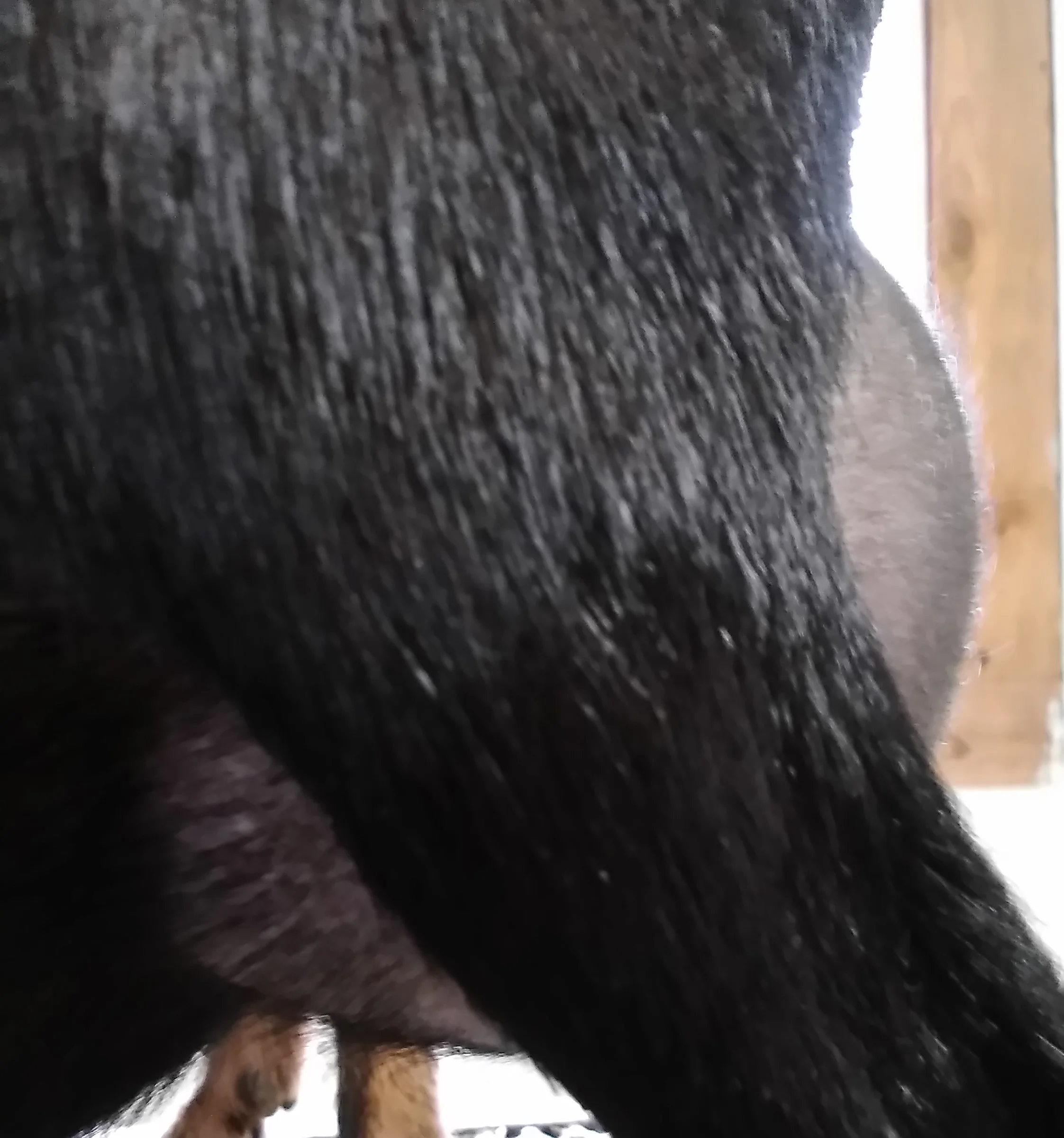 Padua side udder 2017.jpg