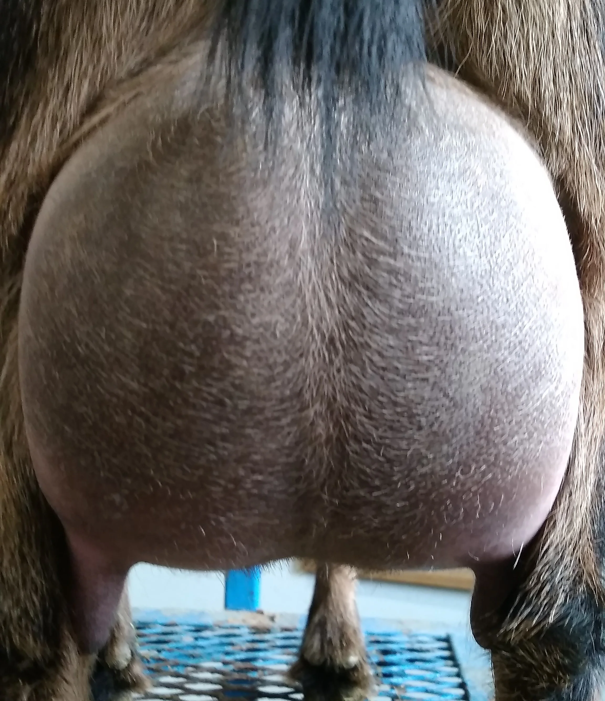 12 hour udder December 2017