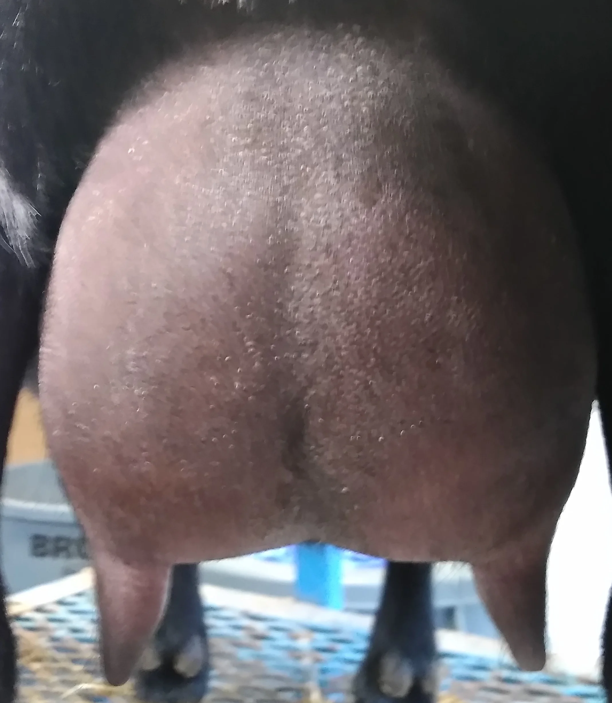 Paolo's 12 hour udder in December 2017