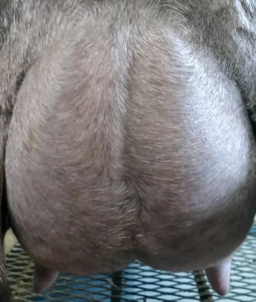 12 hour udder before milk test on 2/26/18 ( second freshening)