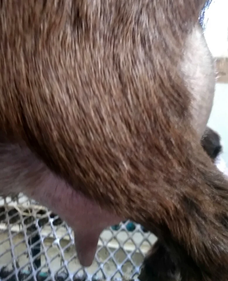 Kidded 1/27/2018 with triplets, 2 does, 1 buck