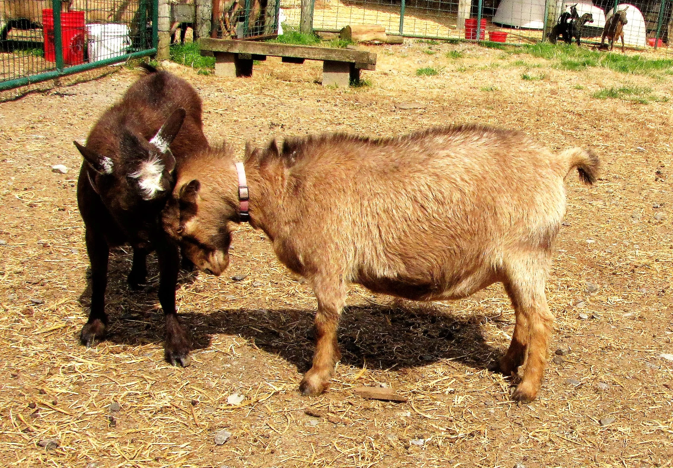 photo made 3/17/18 A very pregnant Bianca head butting her dam, YadiraShe had twins, Matilde and Matteo, on 3/26/2018.