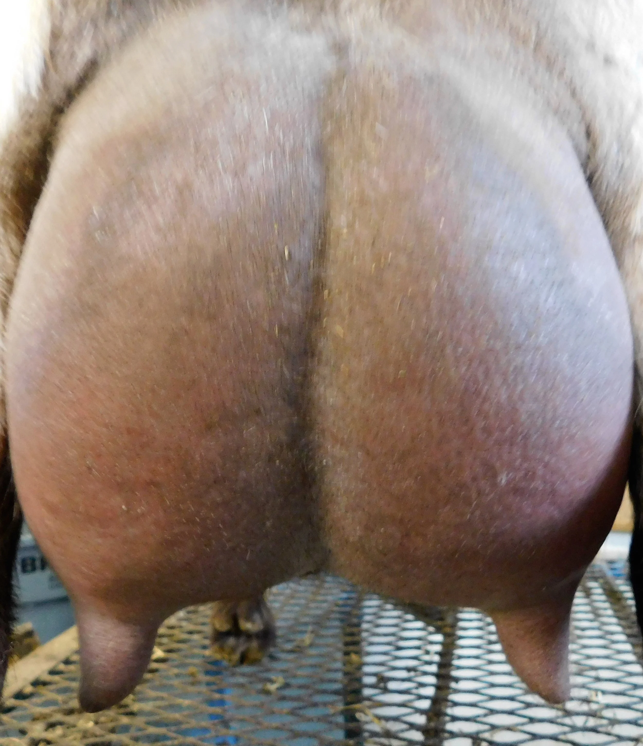 12 hour udder photos made 4/2/2018 (2nd freshening)