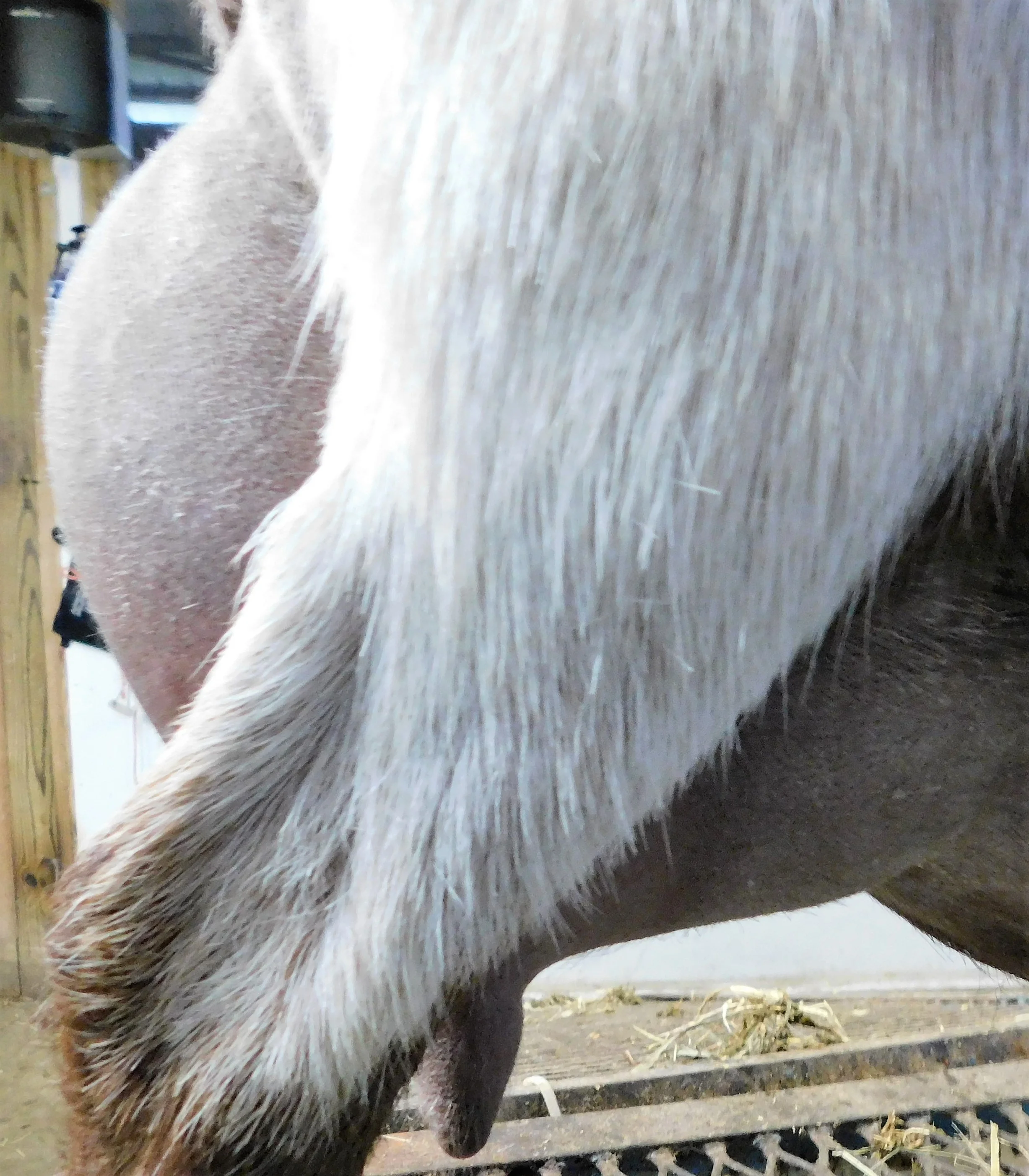 Side udder photo made prior to milk test 4/2/20218