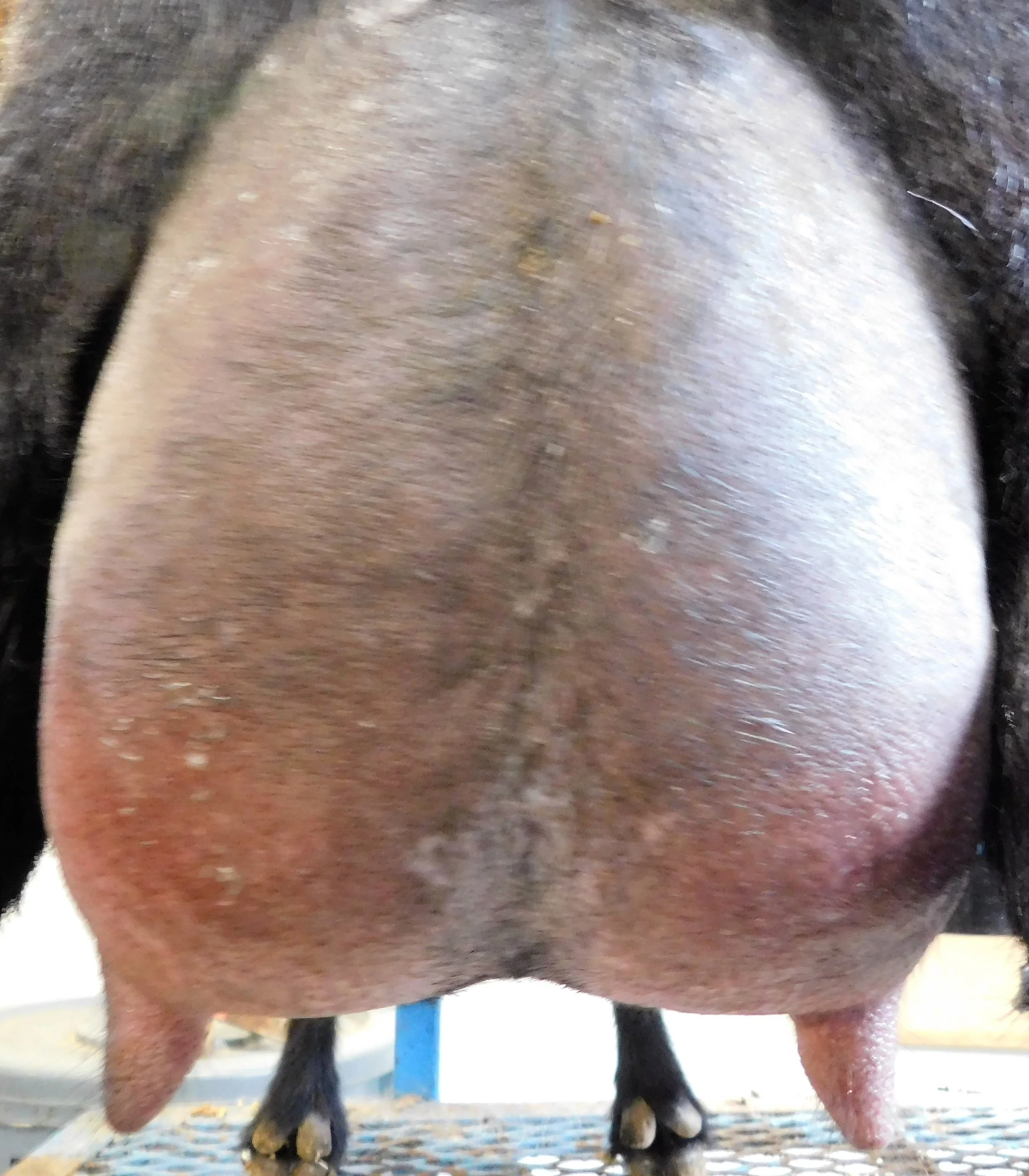 12 hour udder on 2nd freshening  prior to milk testphoto made 4/2/2018