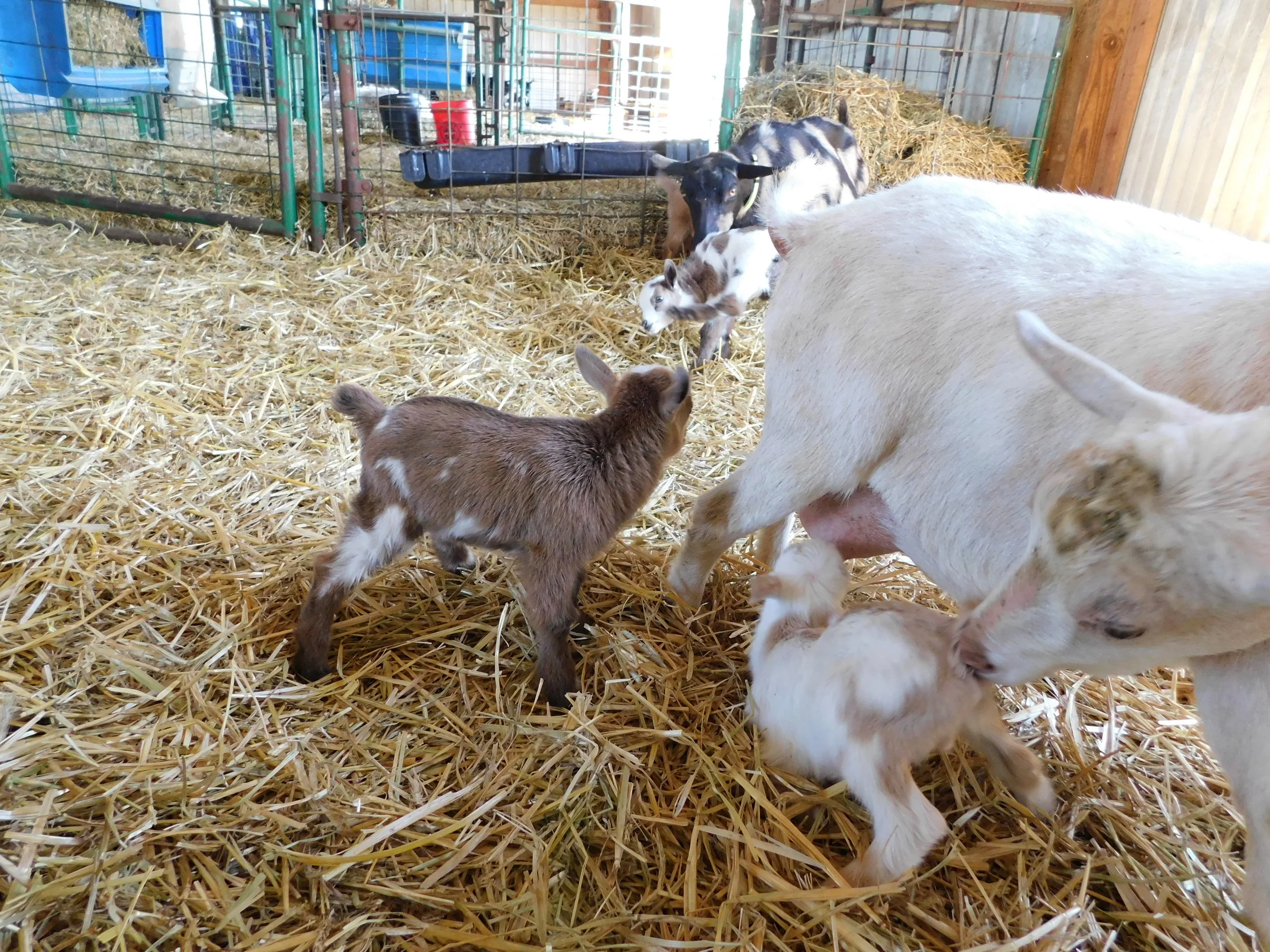 4/20/2018 Cassimiracola and sons Orlando and Orazio