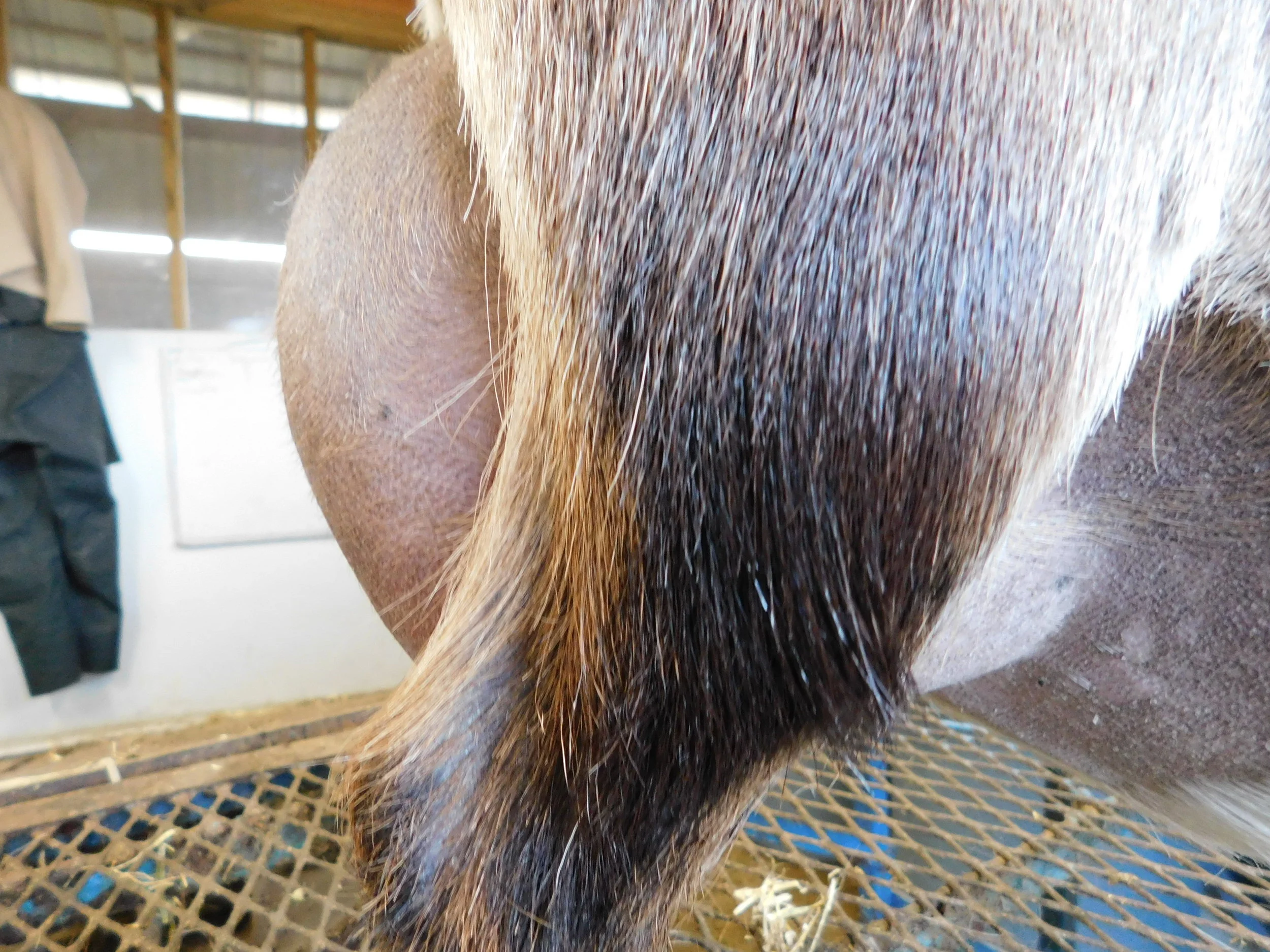 12 hour udder photo made 4/2/2018