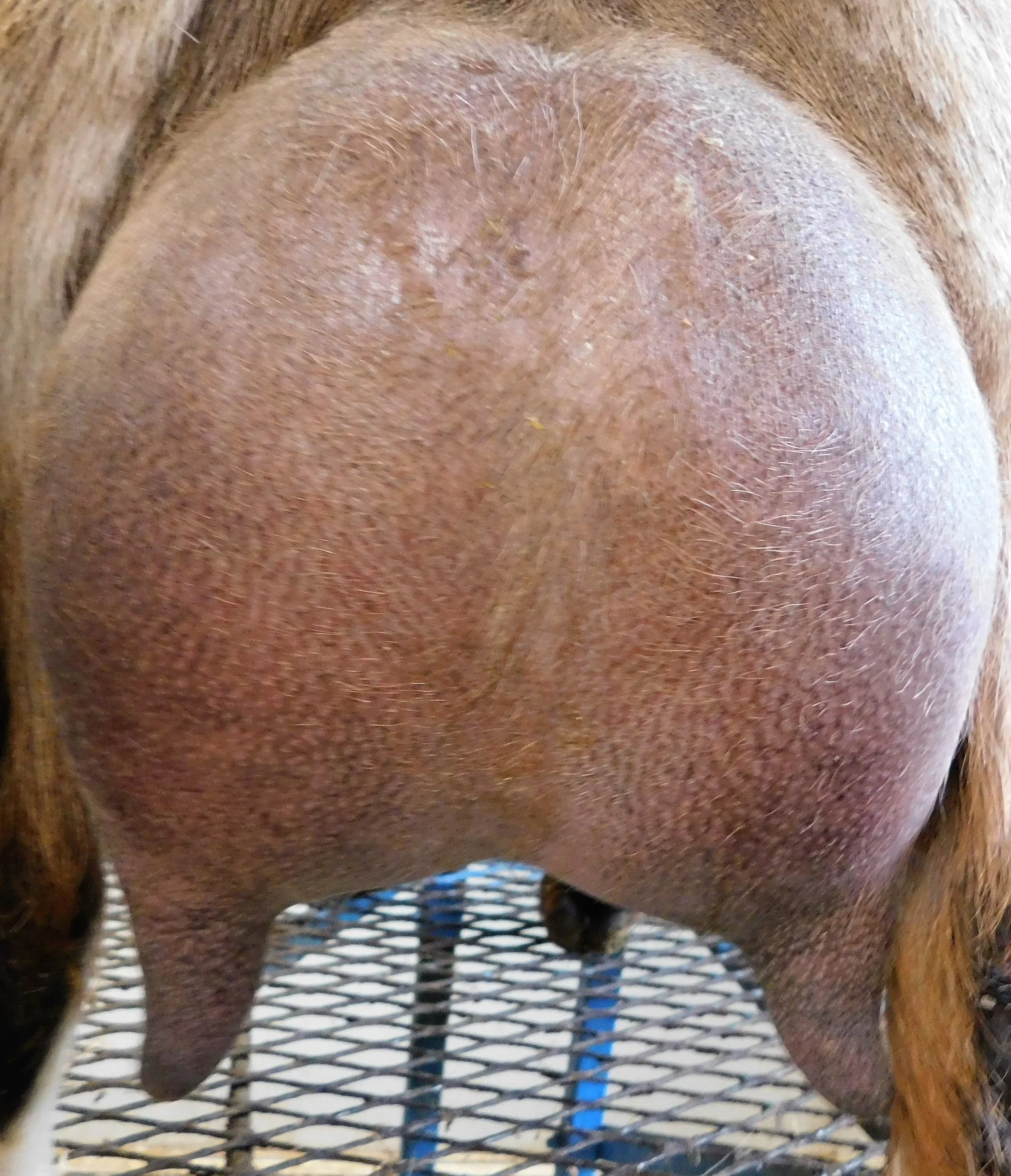 12 hour udder photo made 4/2/2018