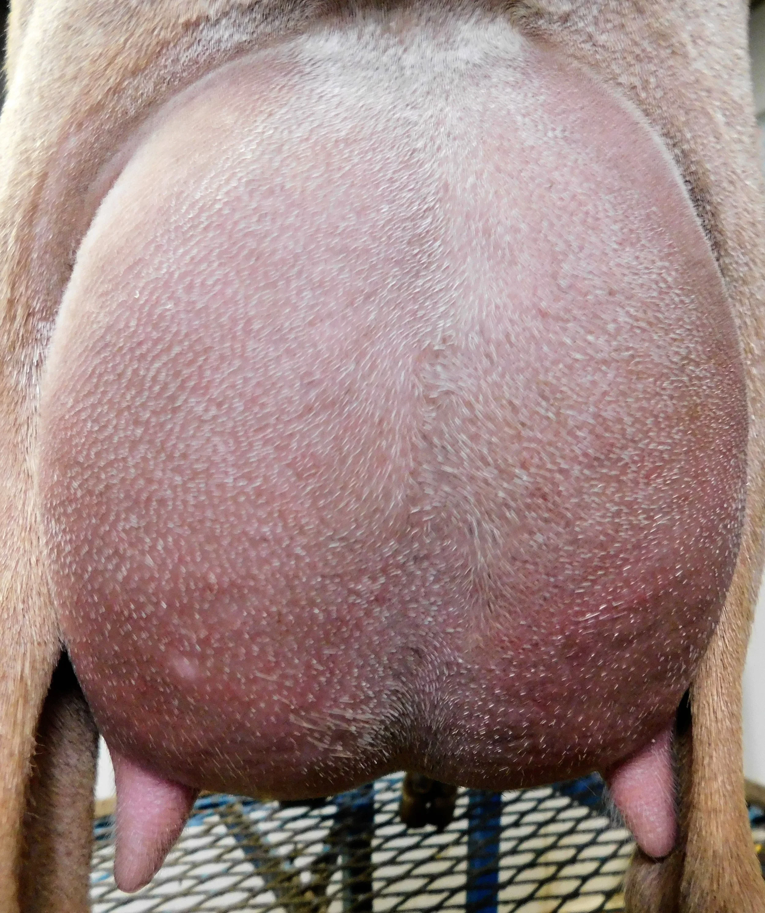 12 hour udder on 5/9/2018