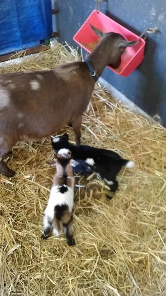 with her two doe kids on their birthday 5/9/2018