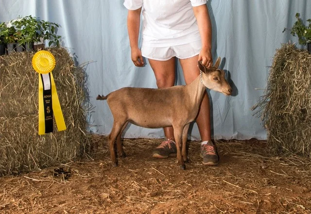 Junior Grand at the MTDGA Southeastern Spring Fling May 2018