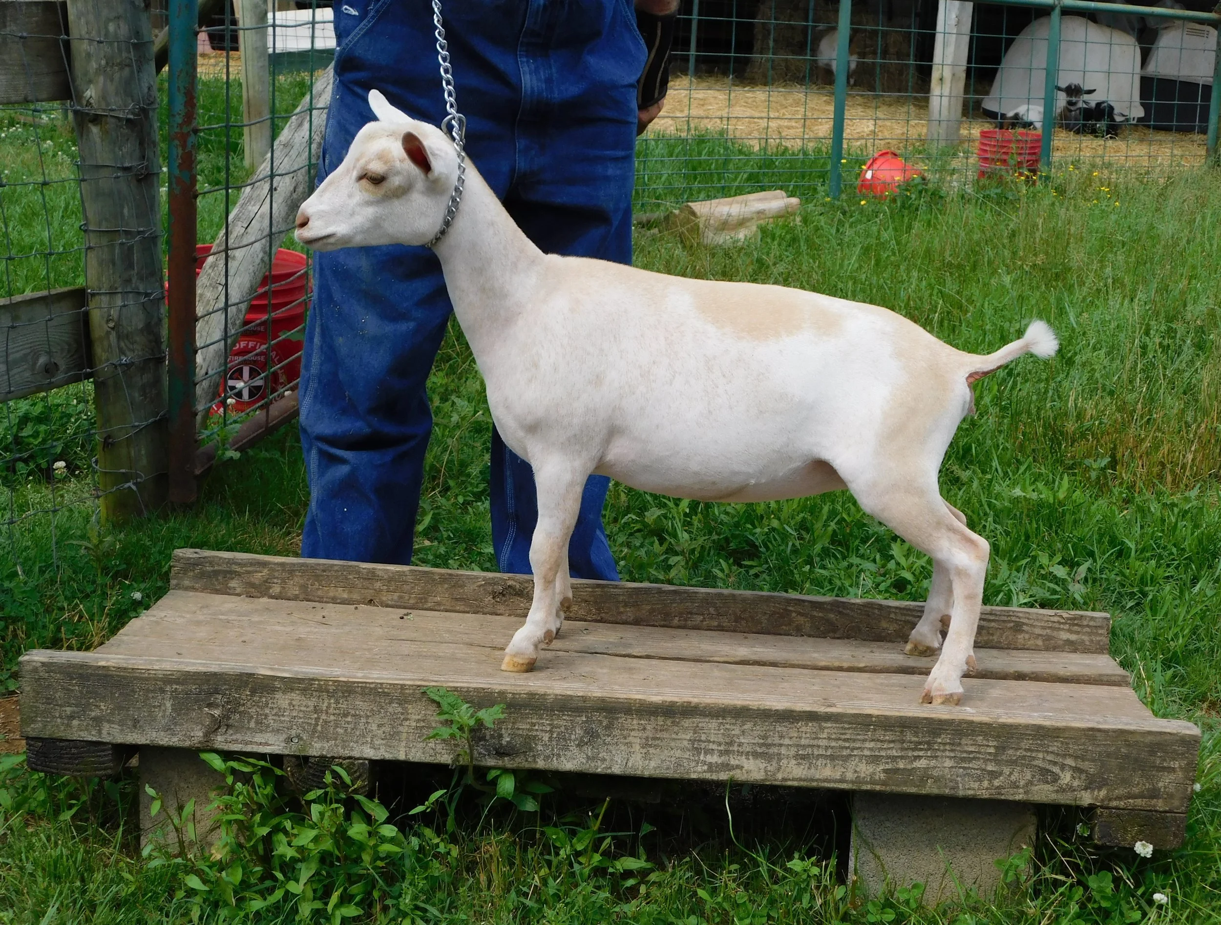 Saffron jr. Grand.JPG