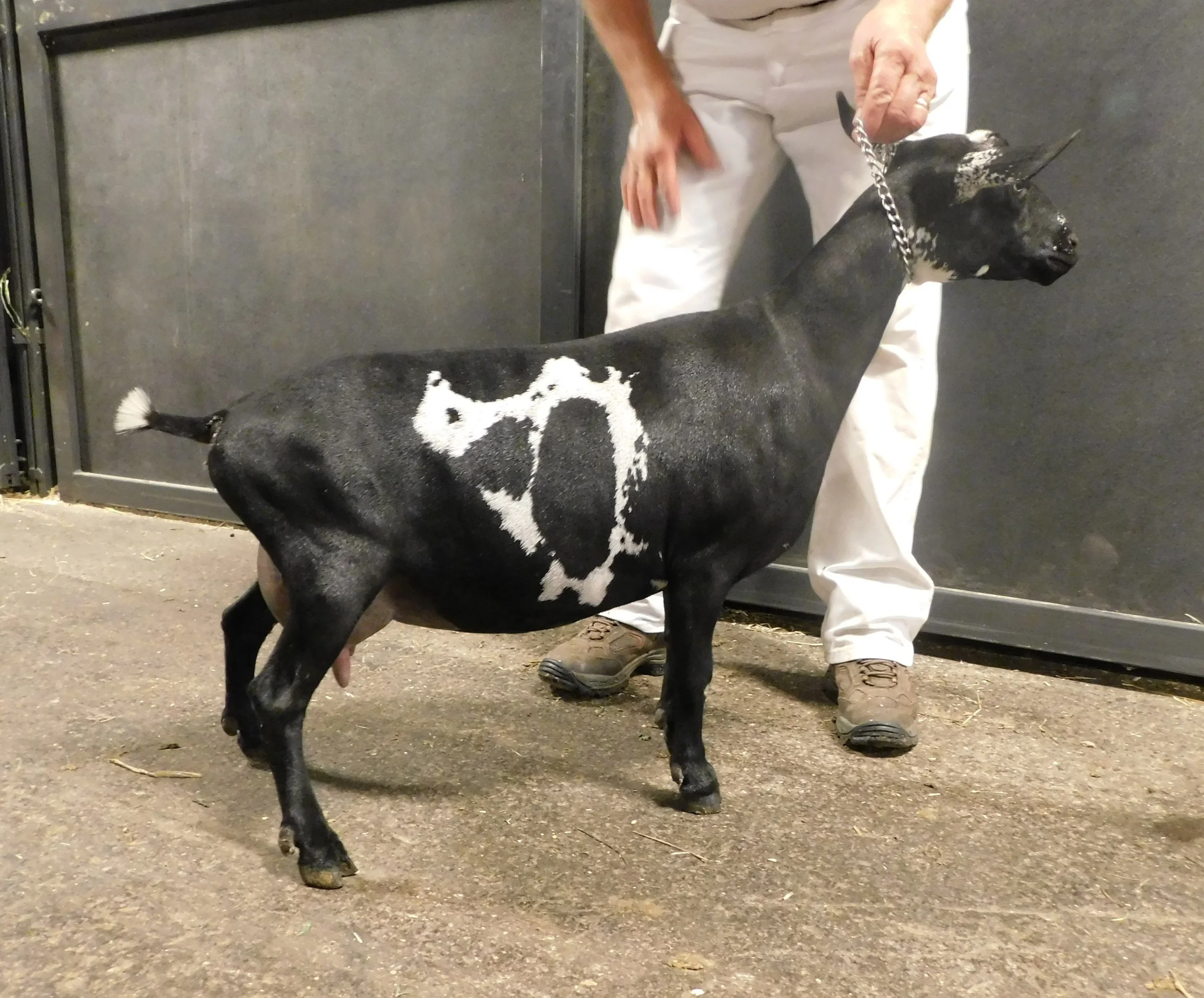 photo made 6/25/2018 Freshened Nov. 24, 2017