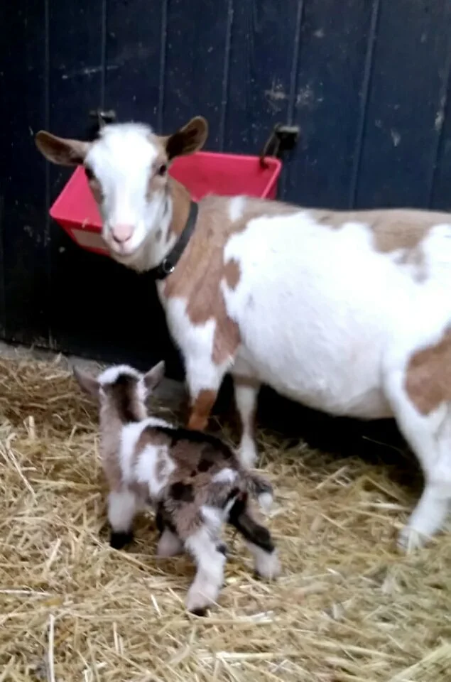 Olivetta and daughter Kit born 6/5/2018