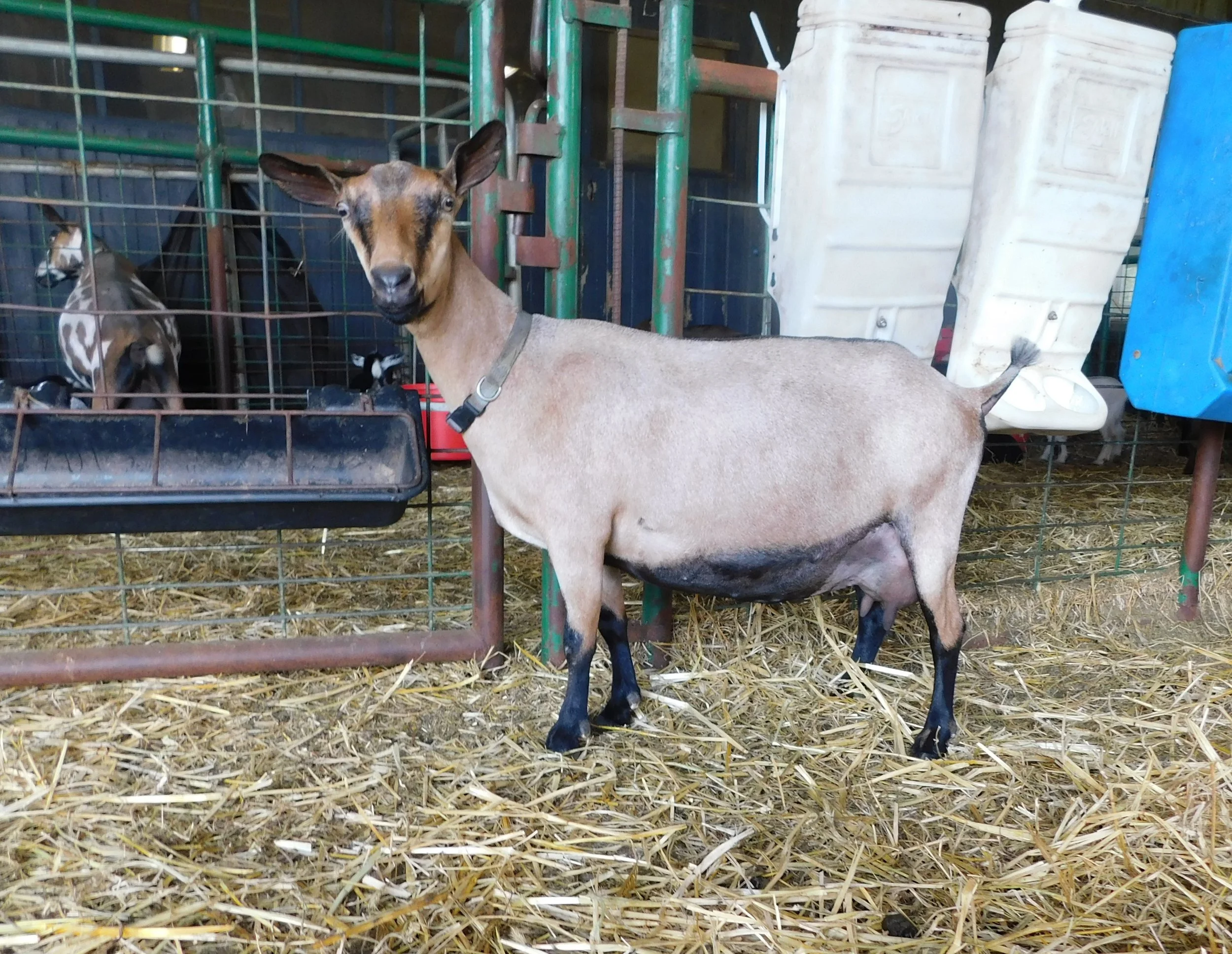 ivana3.JPG