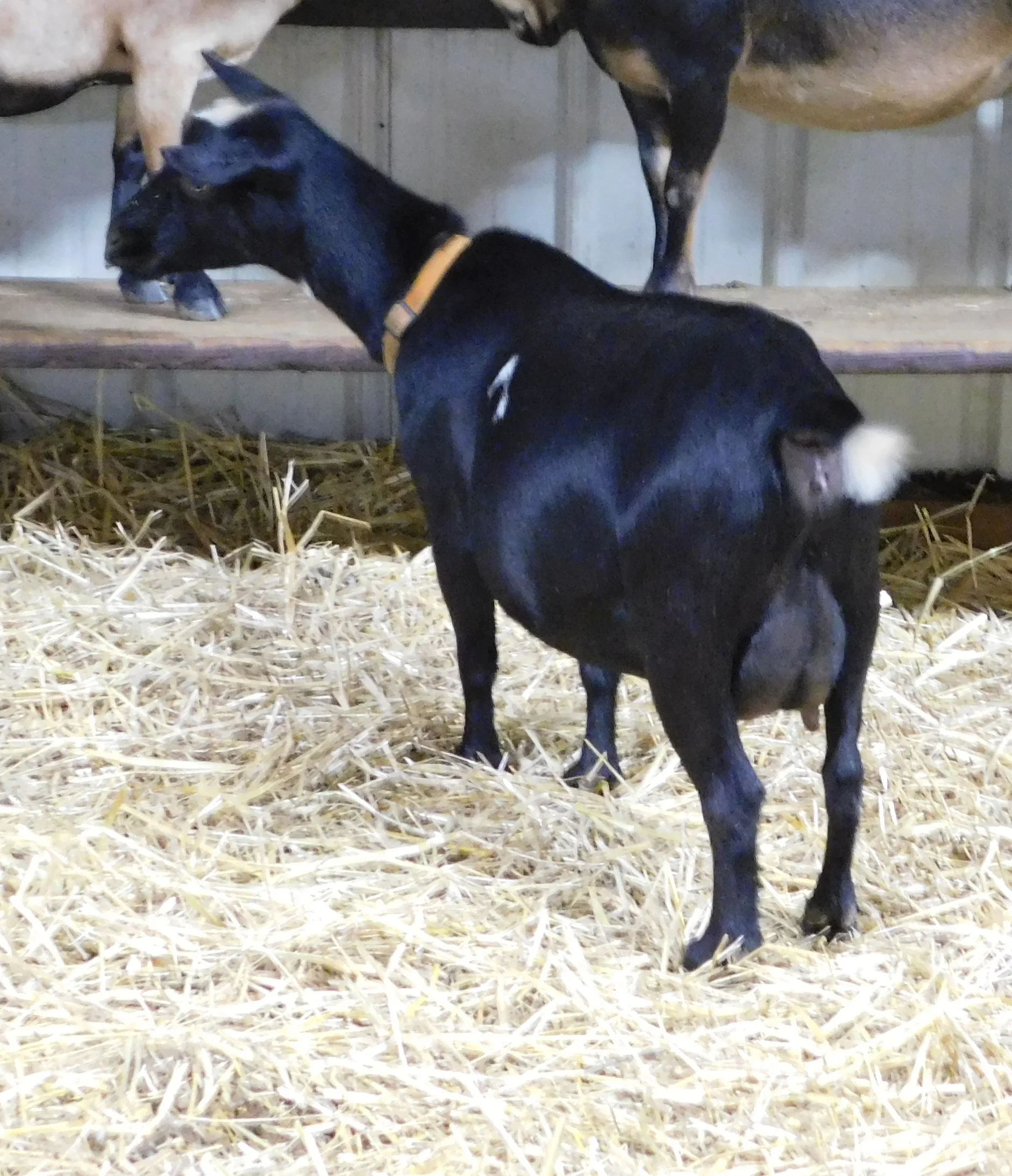 Milked out in June 2018