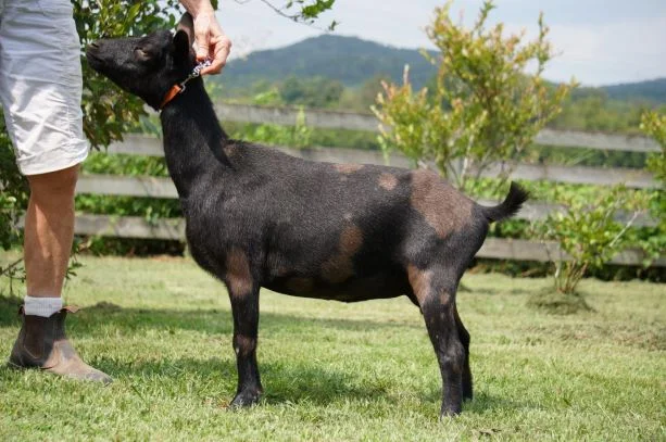 Xantara thumbnail.JPG