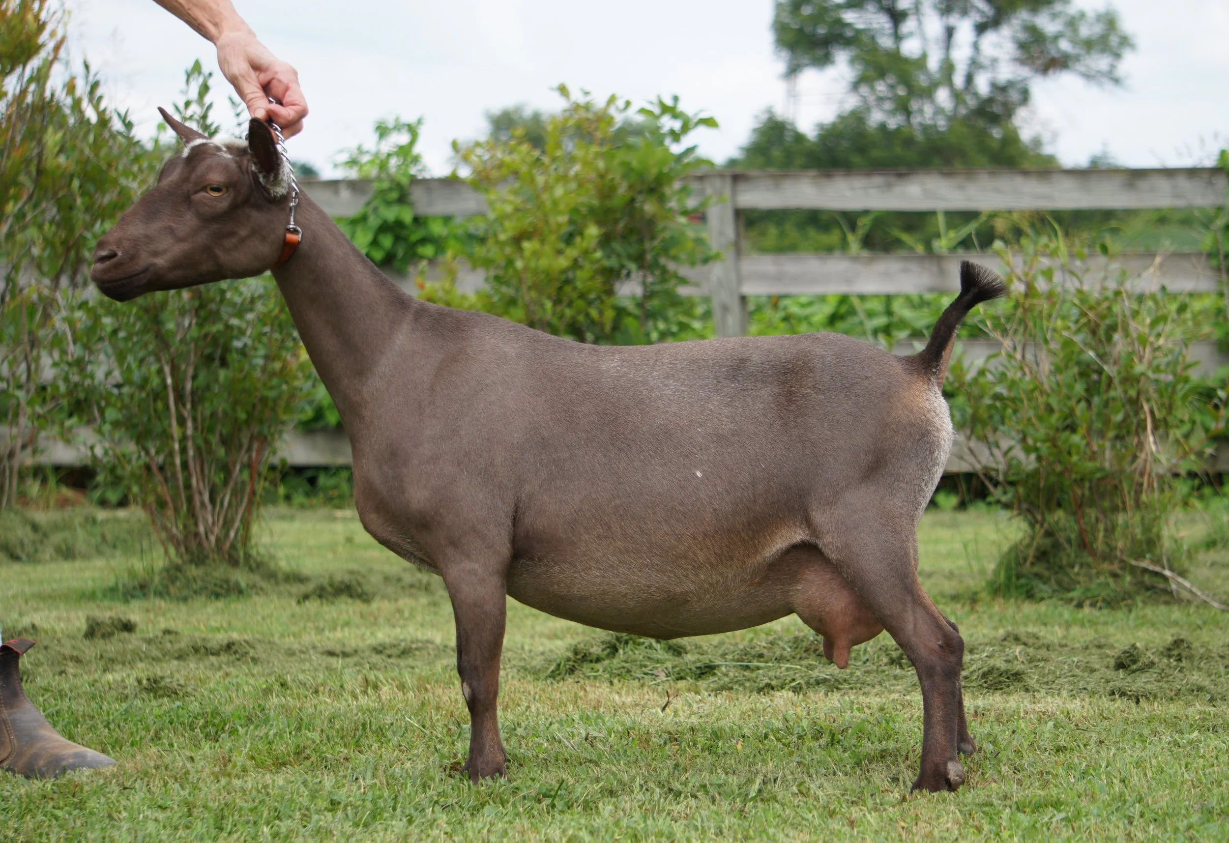 8/22/2018 - milked out - second freshening