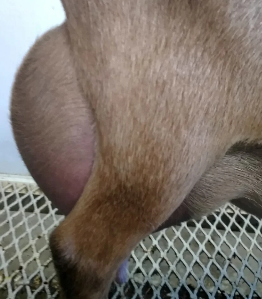 08/29/2018 prior to milk test