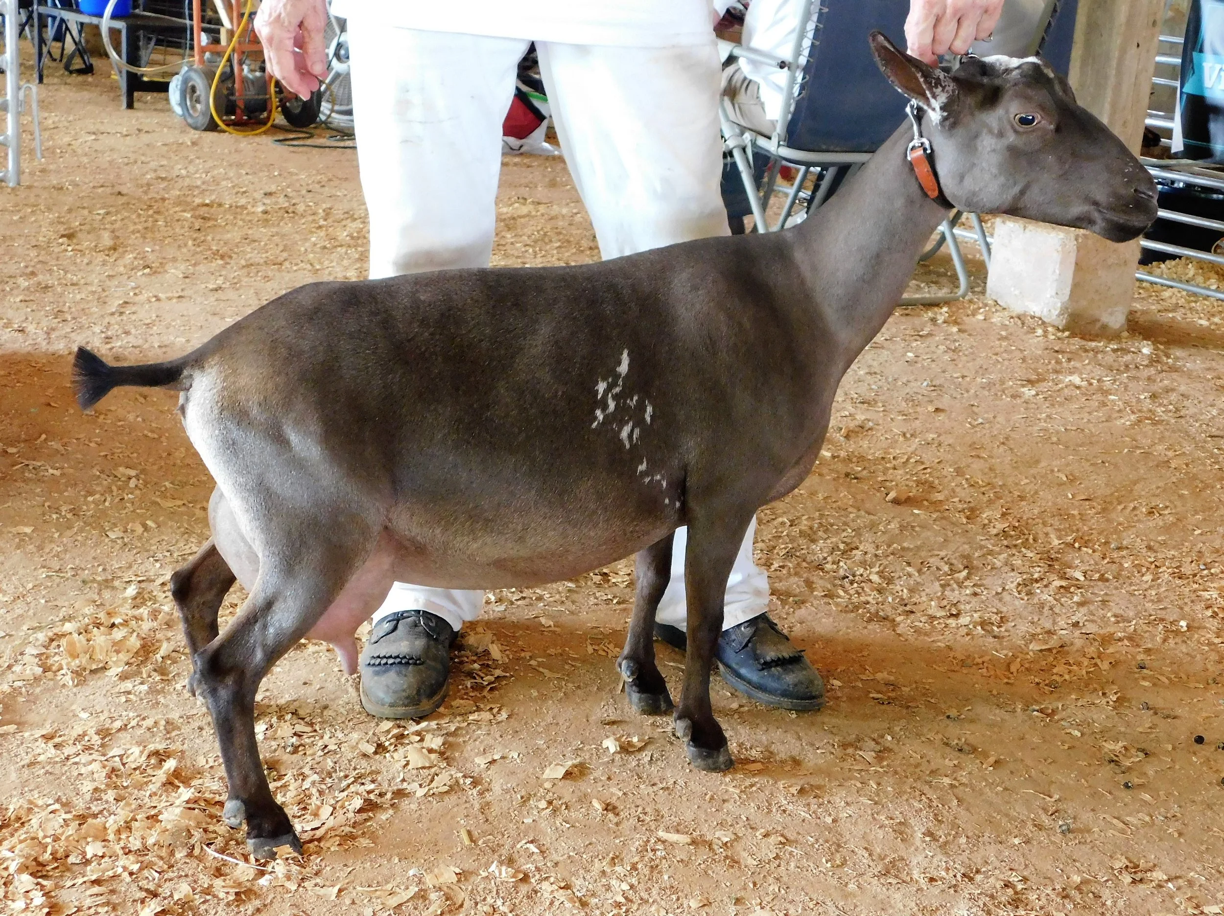 Reserve Grand Champion Senior Doe at the Lincoln Co. Fair 9/9/2018Reserve Grand Champion at the Spring Fling 5/25/2019