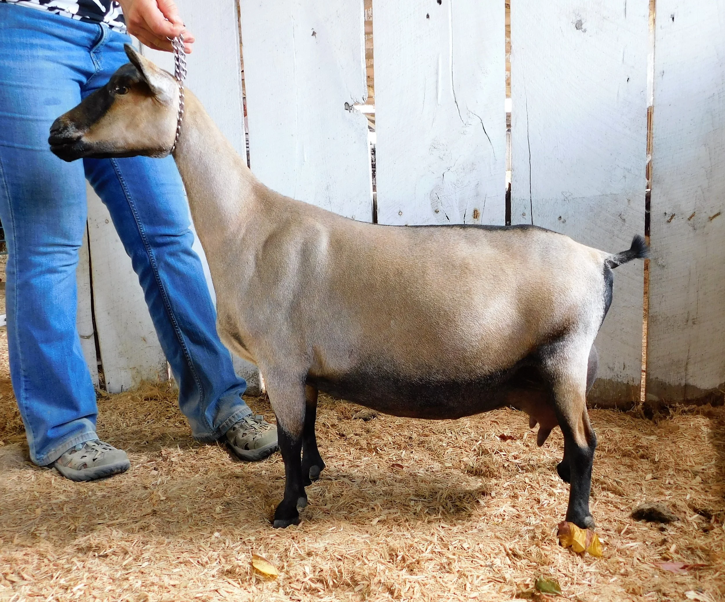 photo made 9/9/2018 at the Lincoln Co. Fair