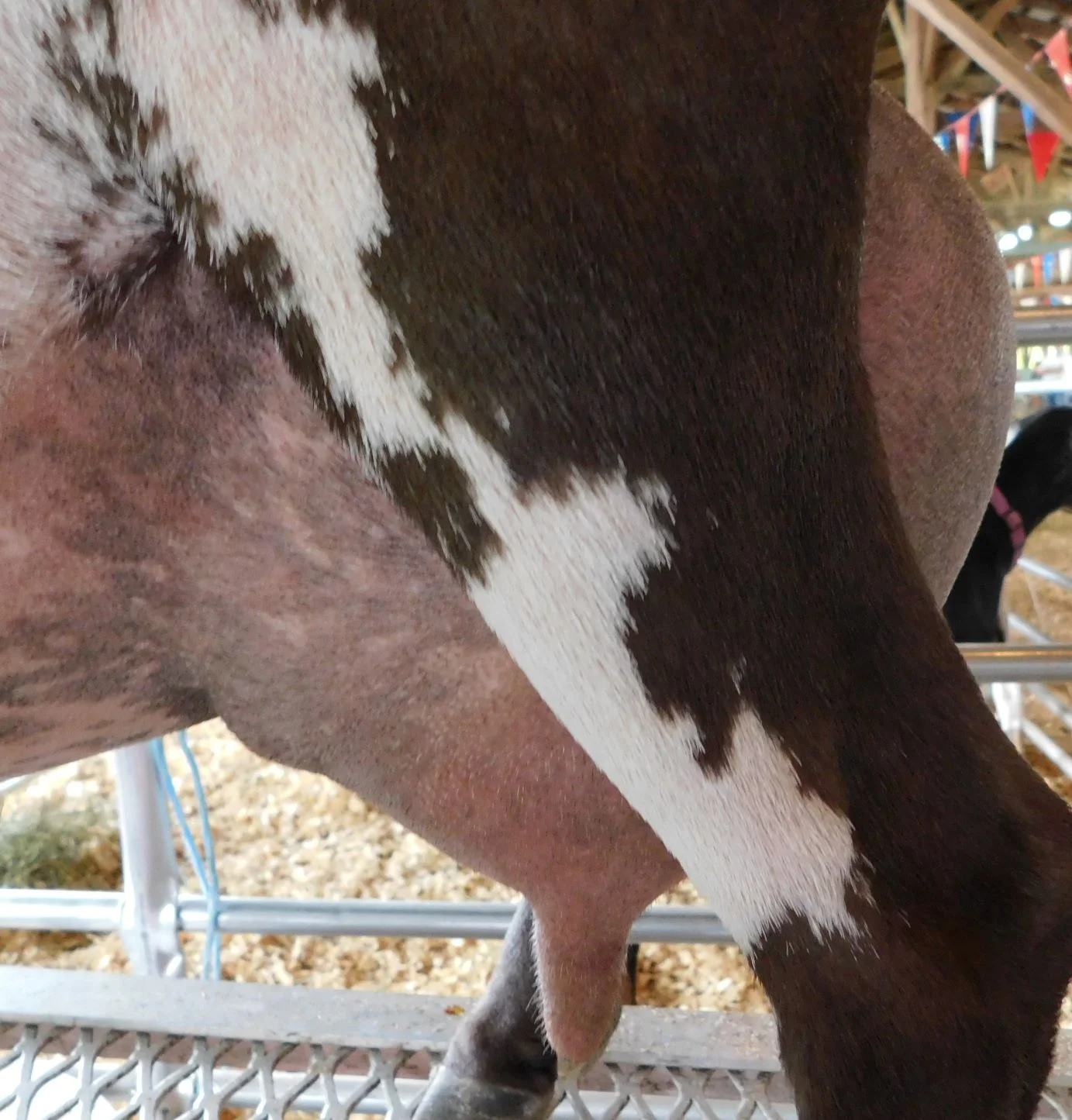 Warren Co. Show 9/8/2018 (2nd freshening)