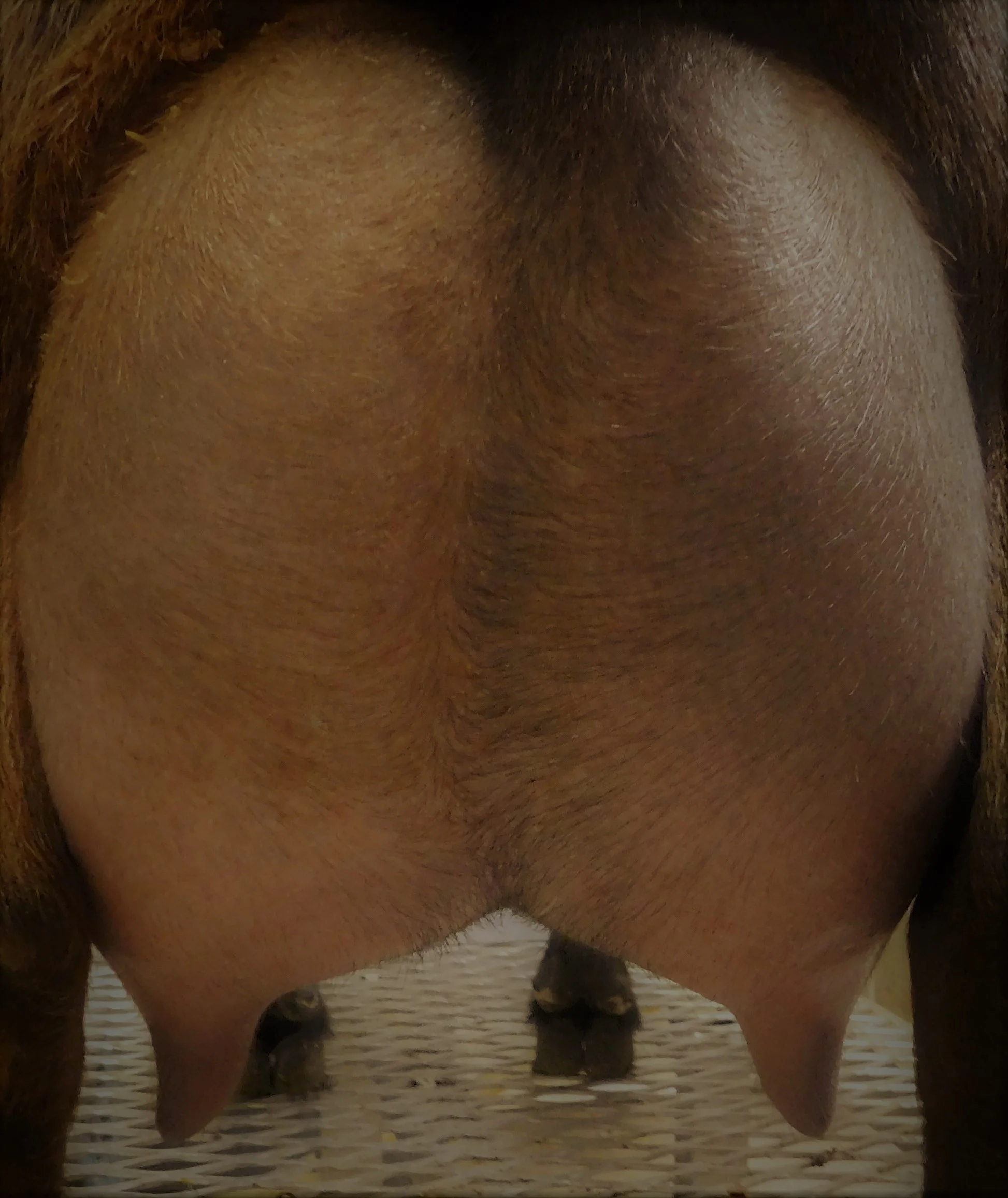 6/25/2018 prior to milk test