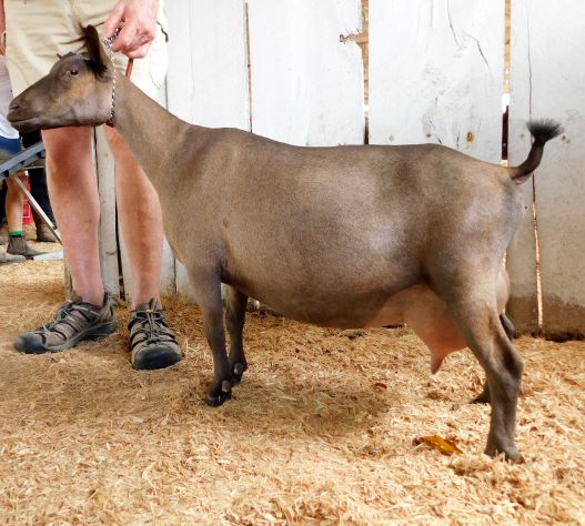 Vicenza for thumbnail.JPG