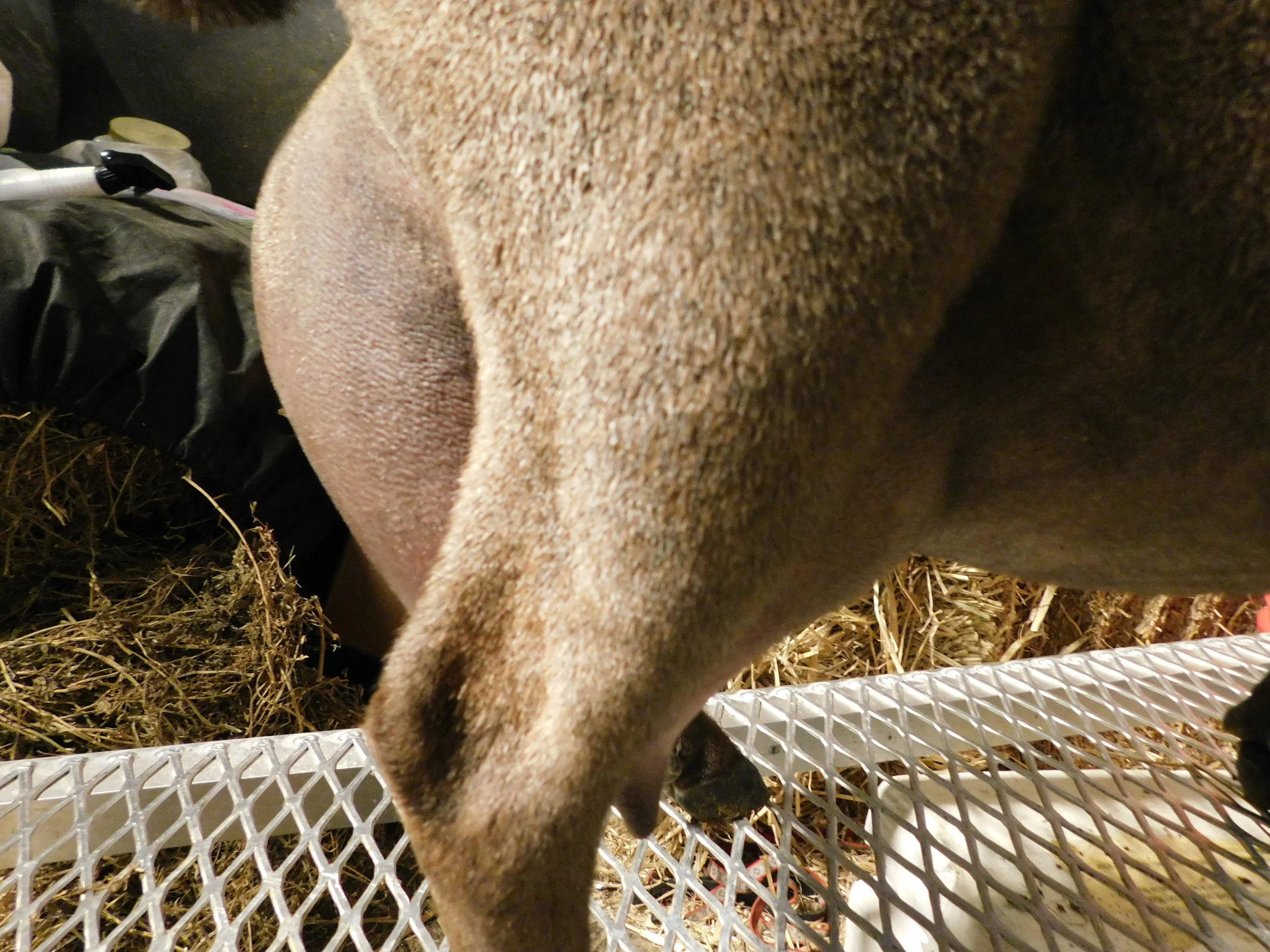 vicenza side udder.JPG