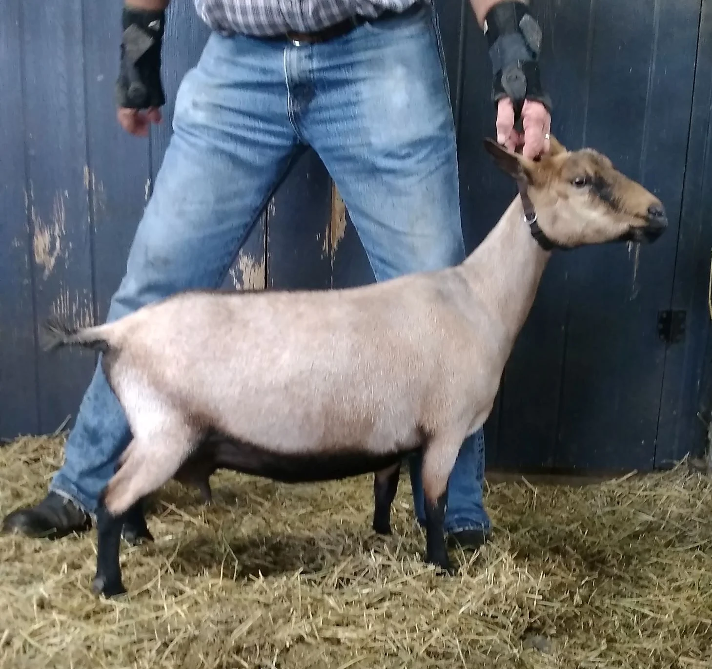 9/28/2018 milked out