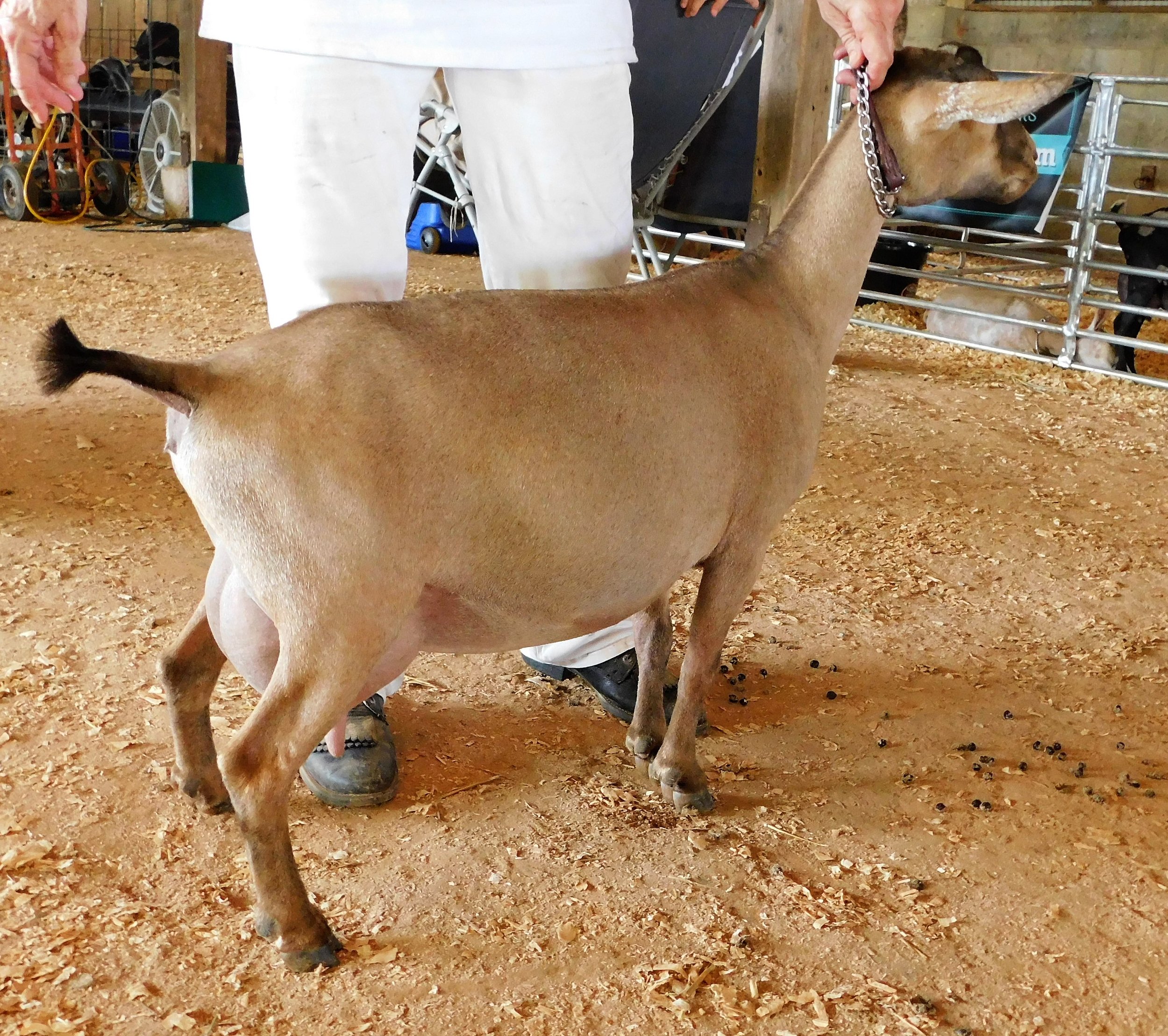 Bianca at Warren Co..JPG