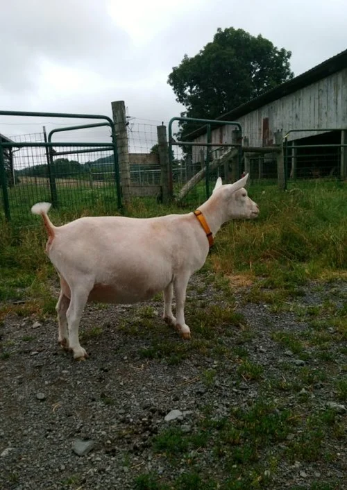 simone in 2017 pregnant.jpg