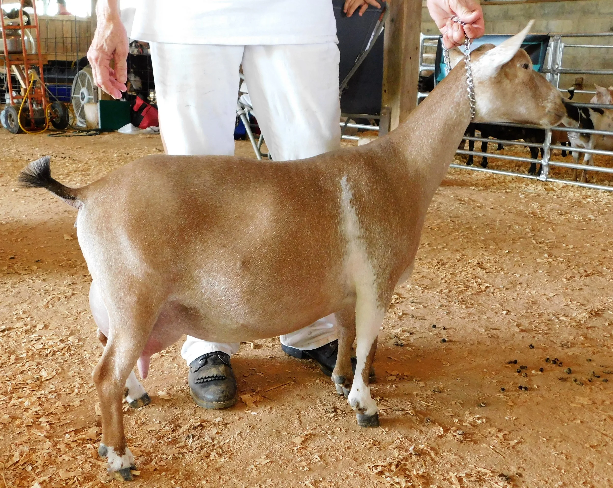 Emanuela at warren co..JPG