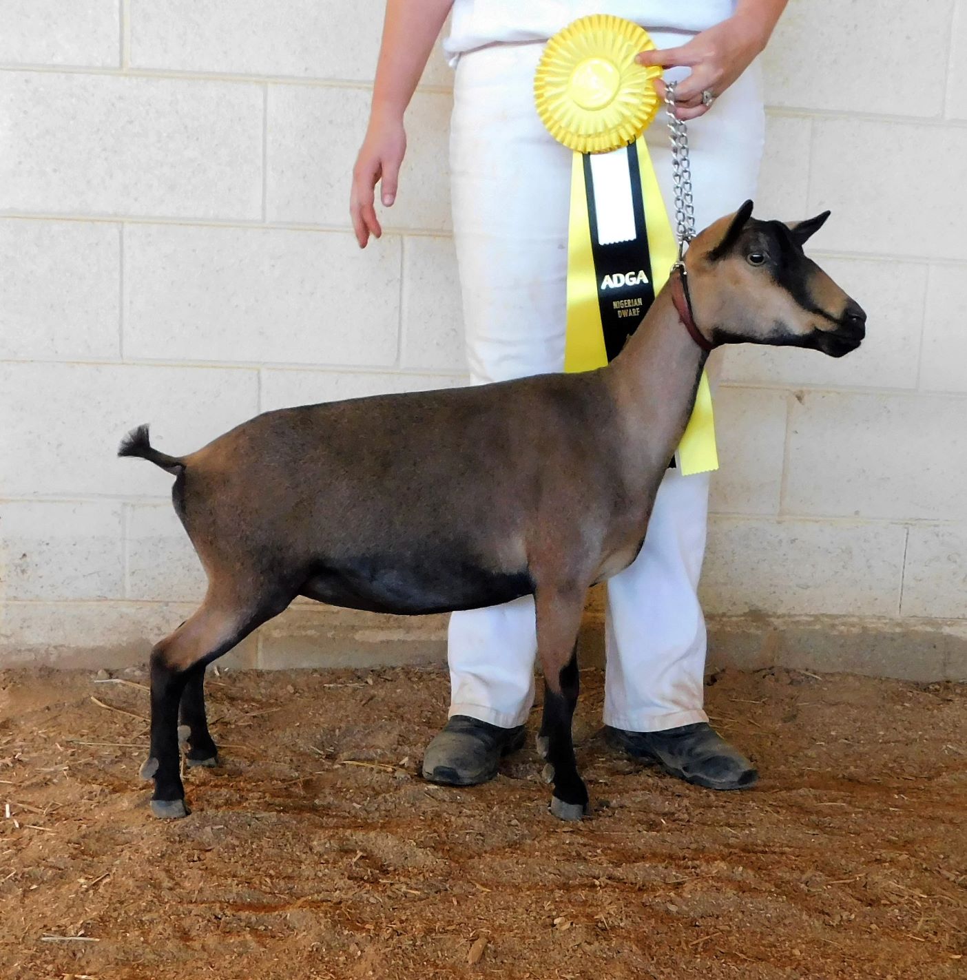 barbie goat