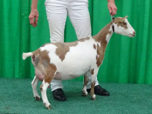 Olivetta at Naile for thumbnail.JPG