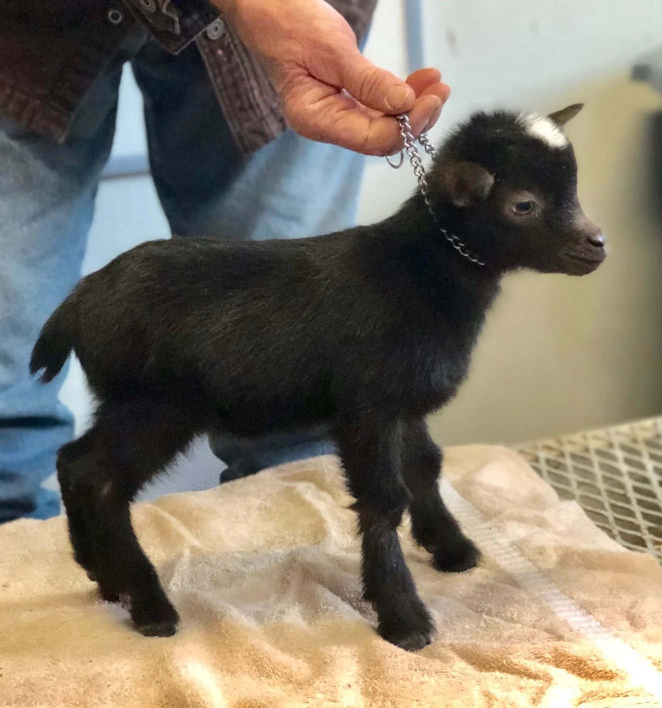 1 week old Aladdin *B - chocolate with white poll