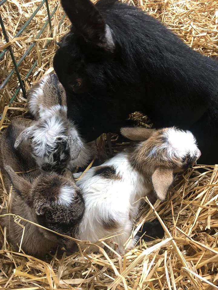 on their birthdayClockwise from top: Guilia, Guido, and Giselda
