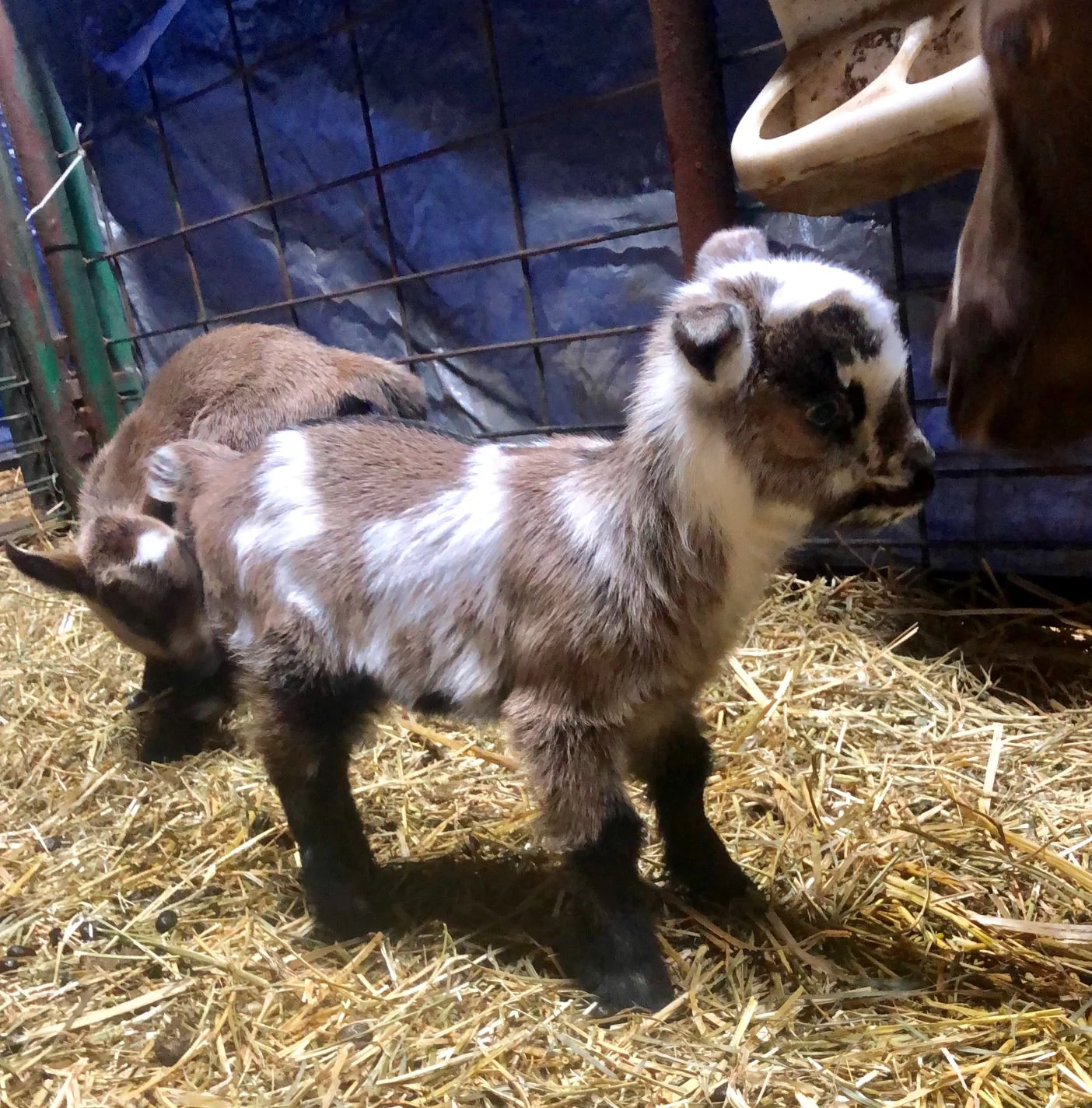 Cedar View Guilia - 2/24/2019 - Blue eyes