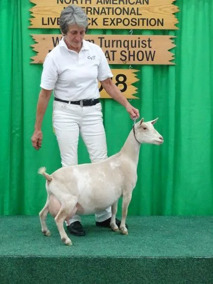 Phoebe at Naile 2018 for thumbnail.JPG