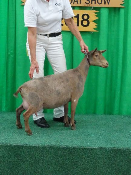 Livia for thumbnail.JPG