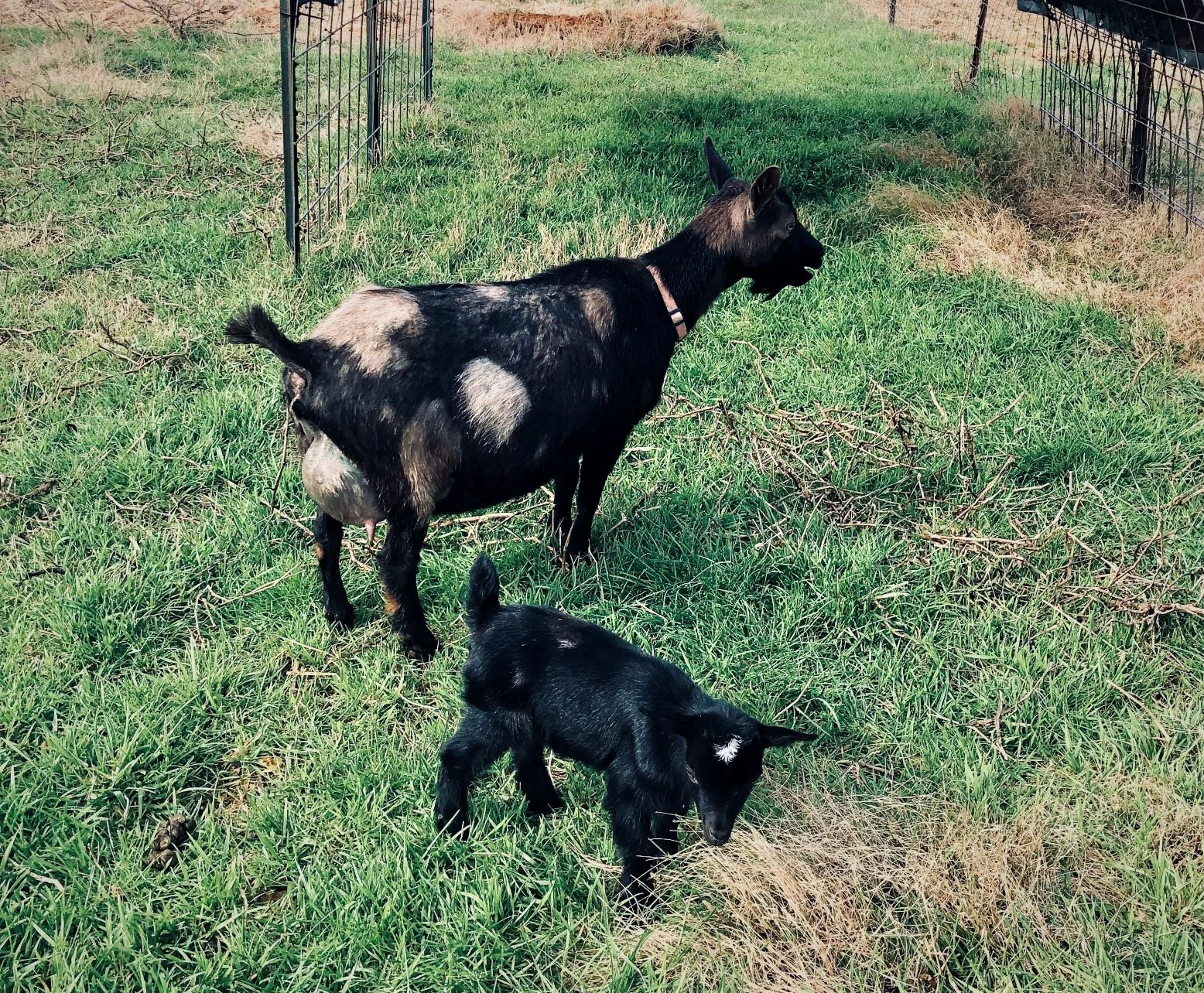 Cedar View Indigo and Xantara on 2/27/2019