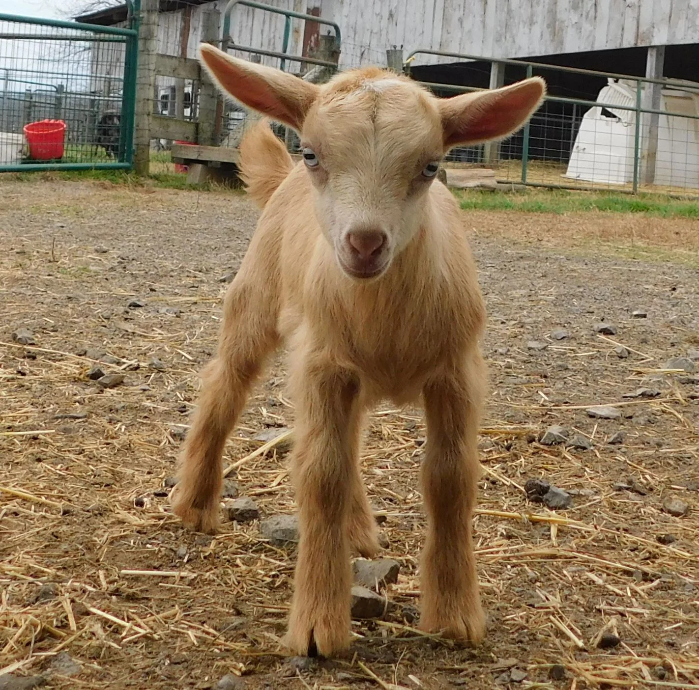 Rosalia - 3/25/19 - Junior photo