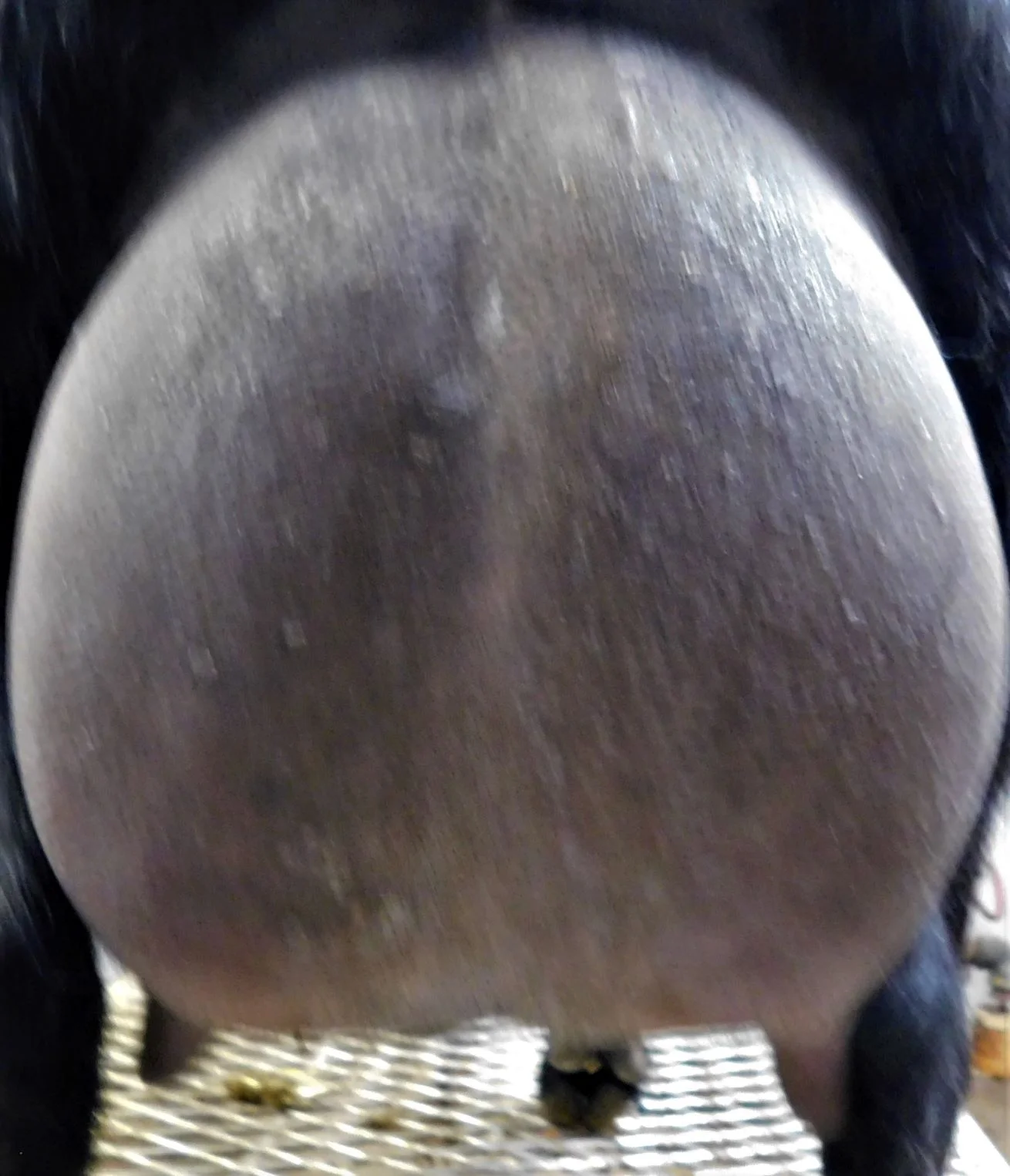 12 hour udder 4/3/19