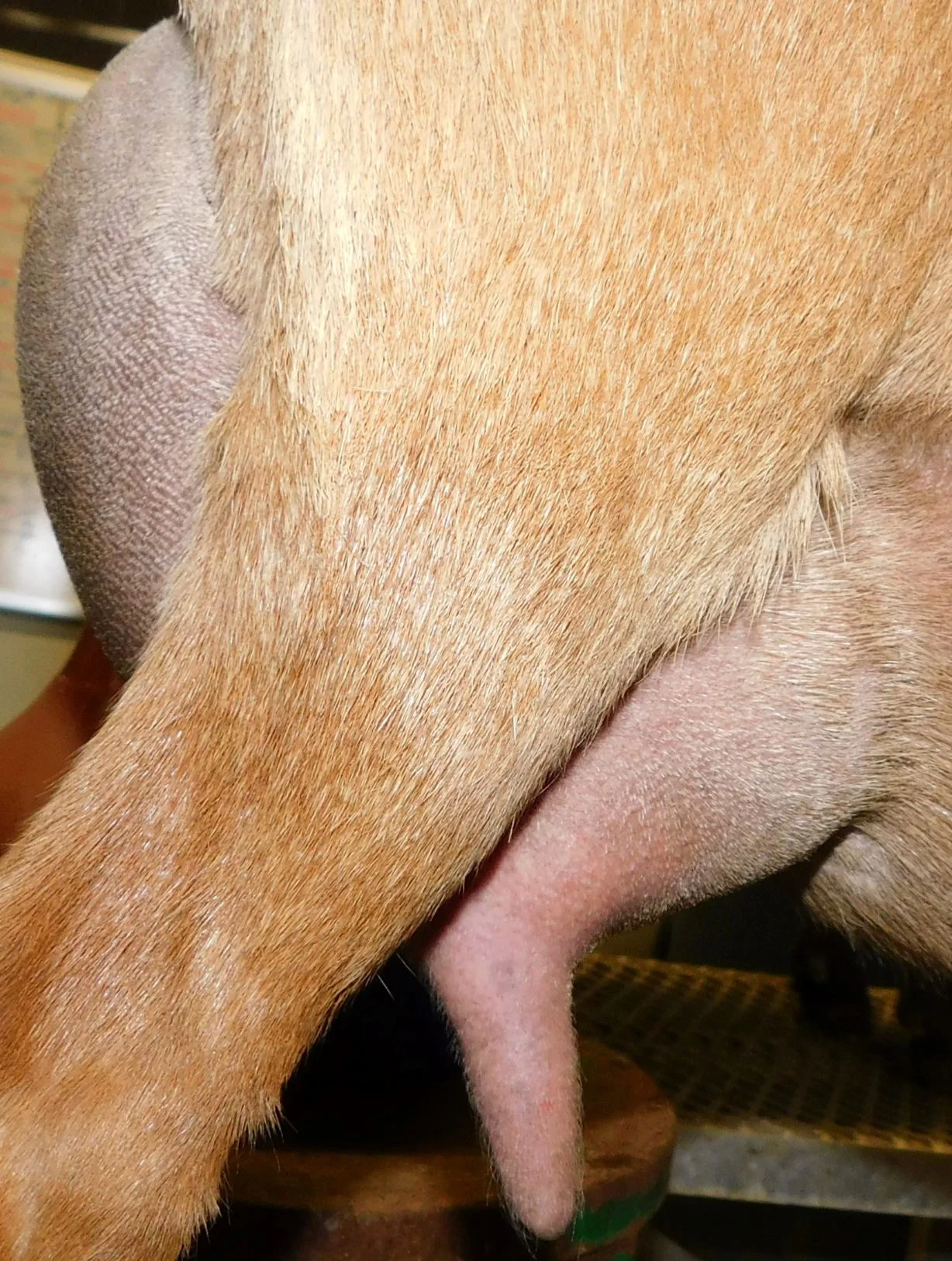 12 hour udder 4/3/19 - first freshening