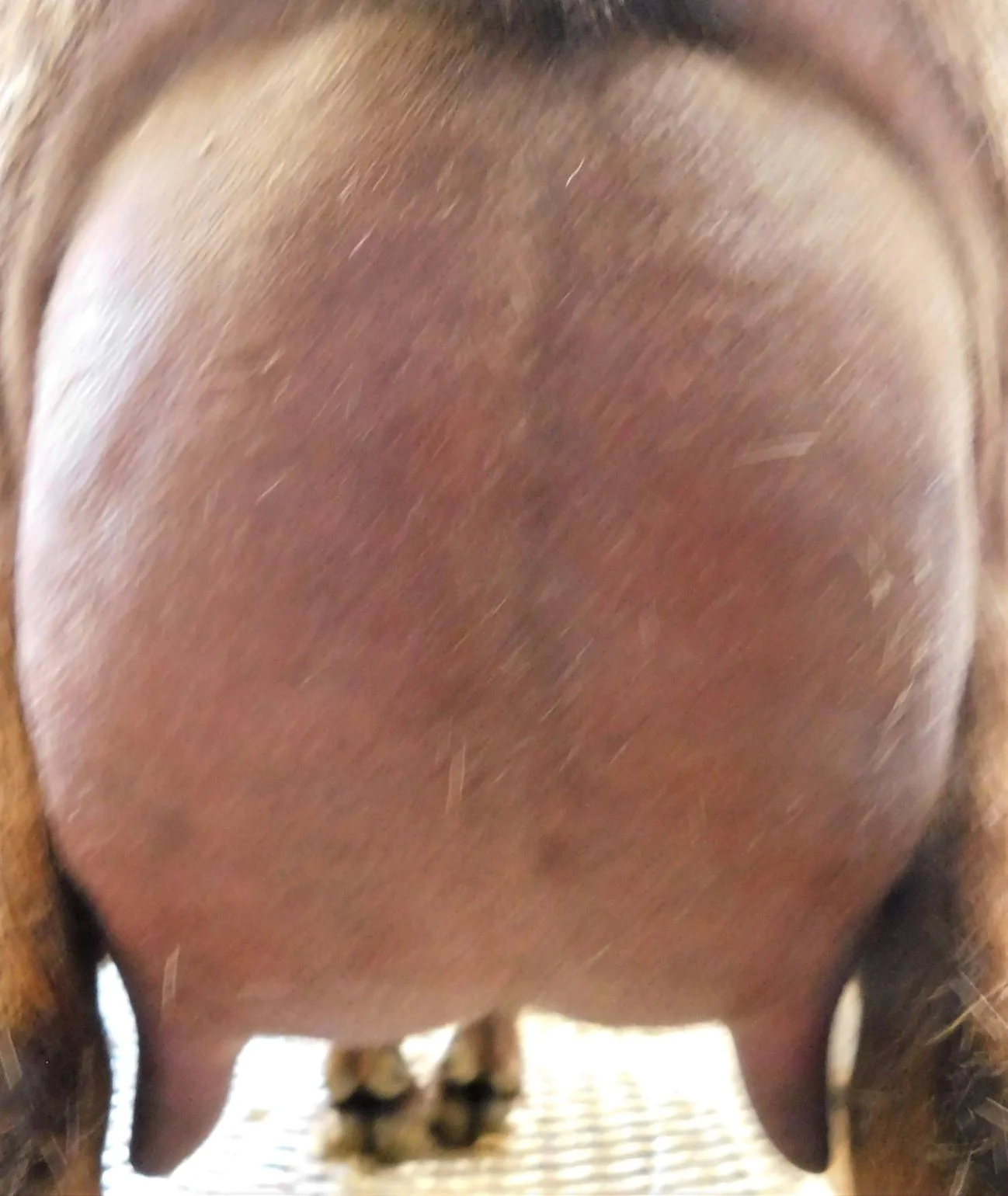 12 hour udder 4/3/19 - Kidded 2/13/2019 with twins