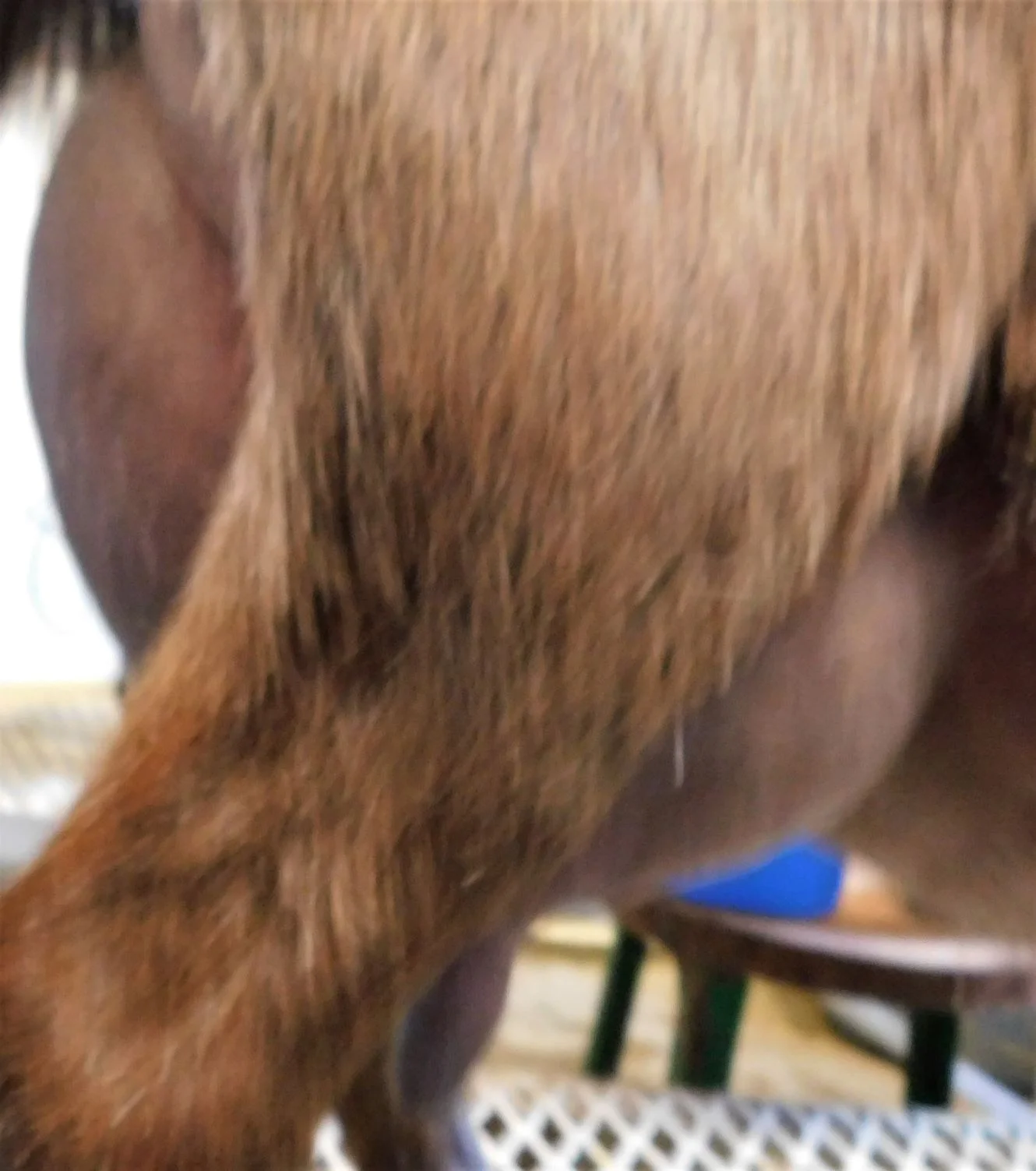 12 hour udder 4/3/19