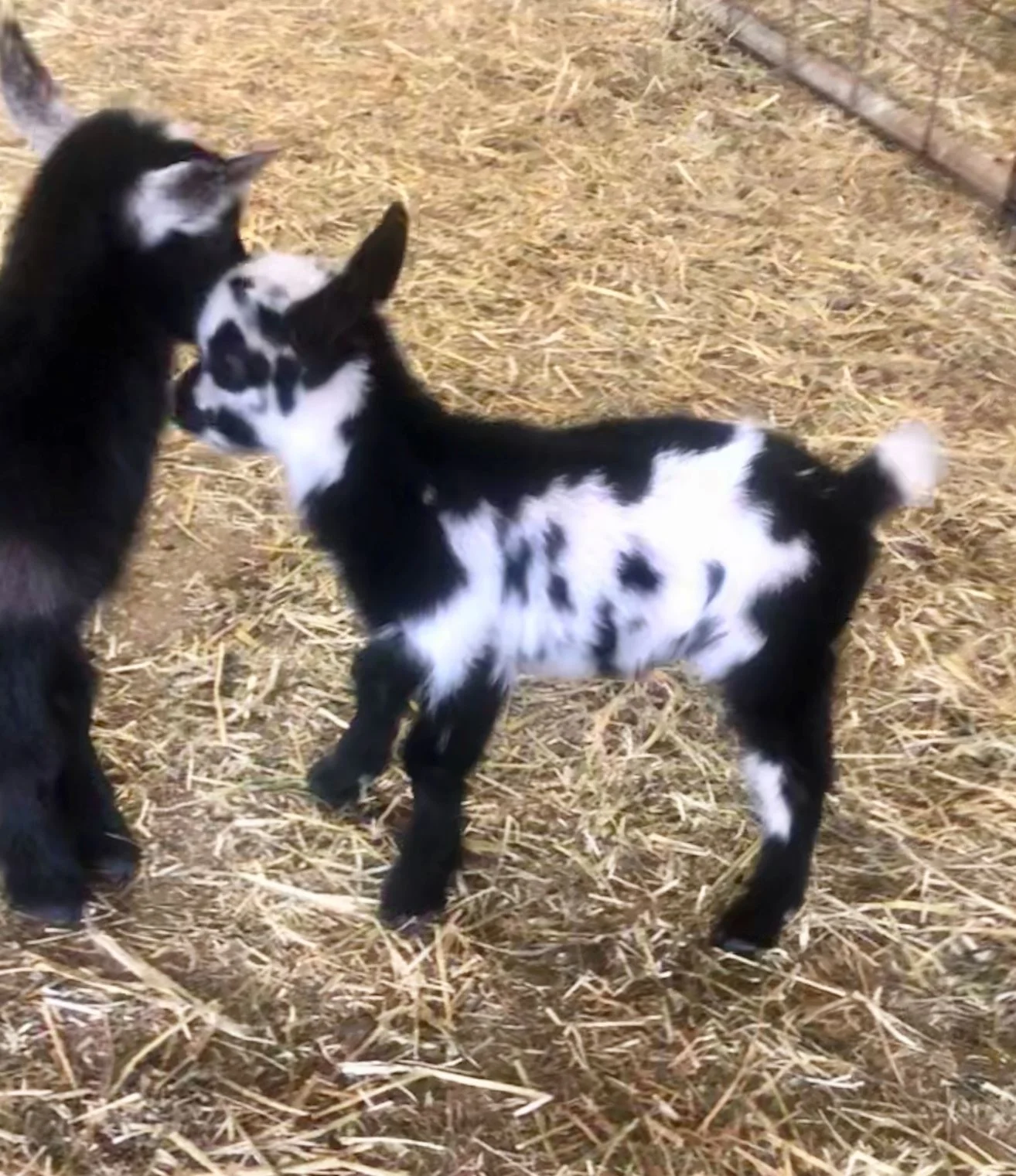 4/15/2019 - Cedar View Wagurtail *B, 9 days old