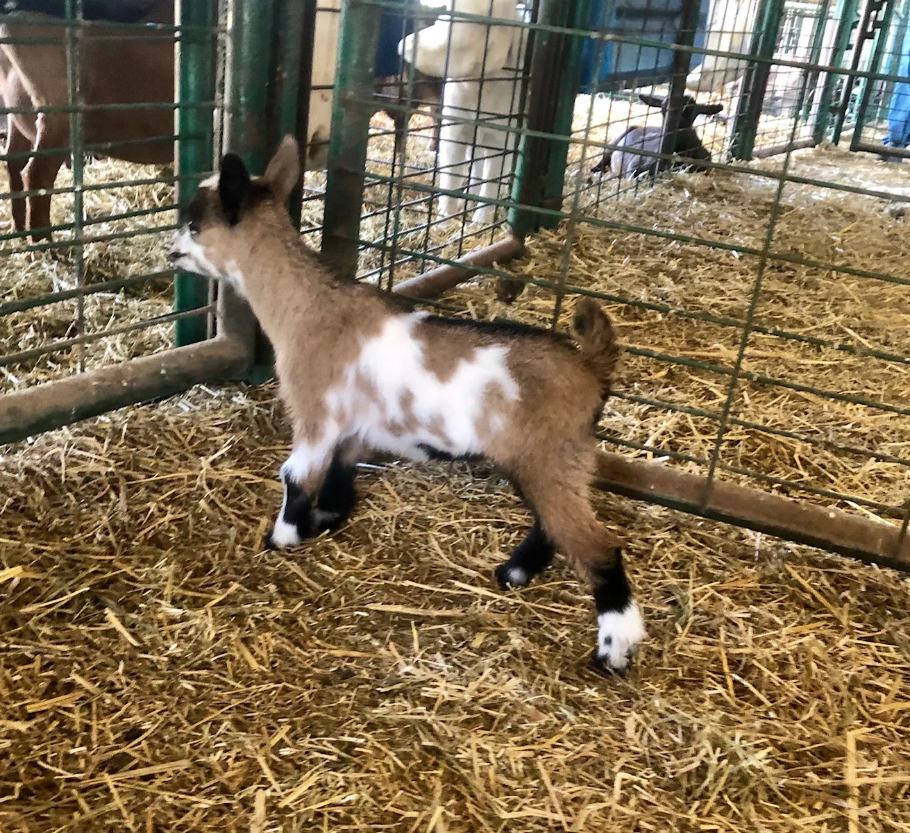 Cedar View Cosimo *B - Buck kid on 5/6/19 - 10 days old